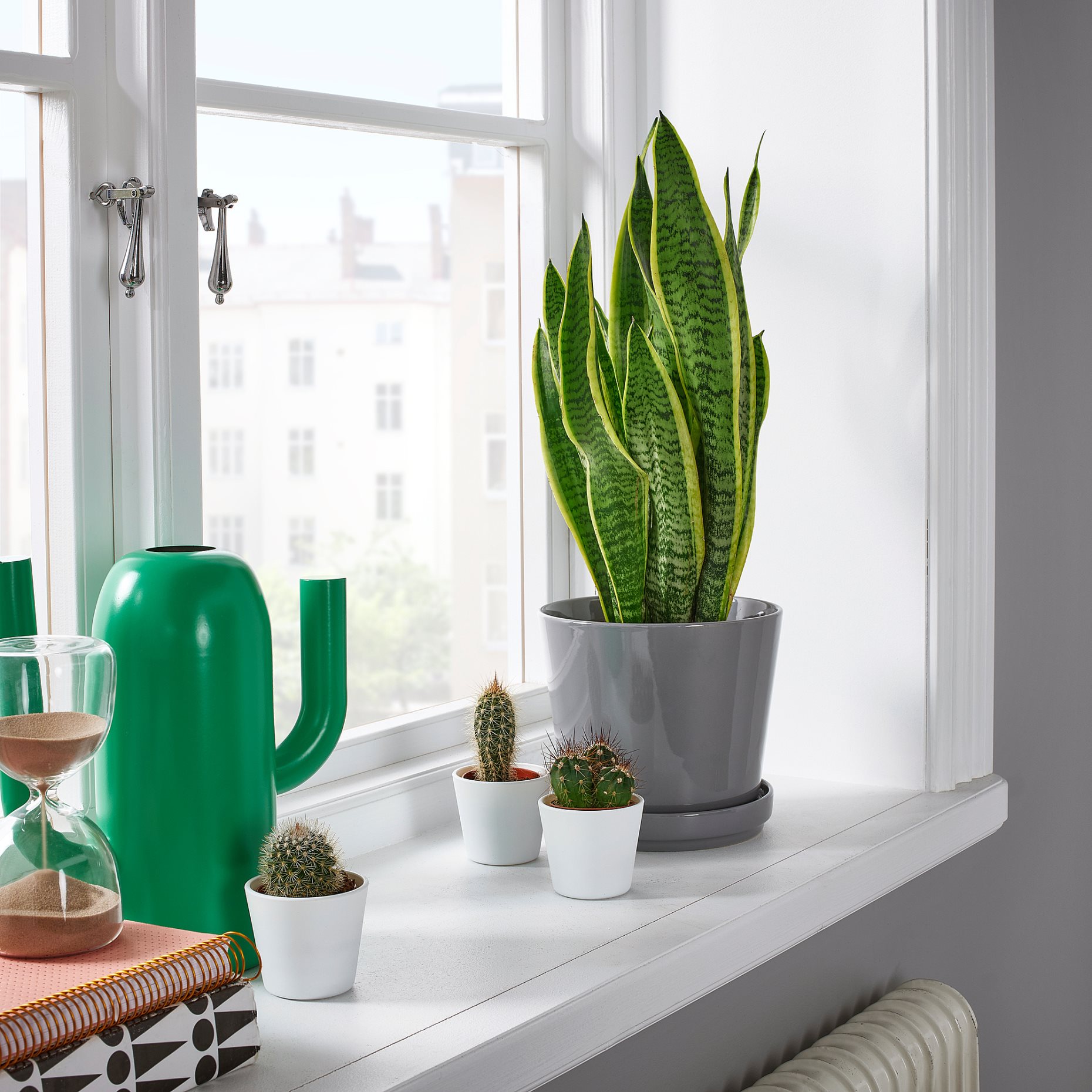 SANSEVIERIA TRIFASCIATA, potted plant, Mother-in-laws tongue, 004.210.29