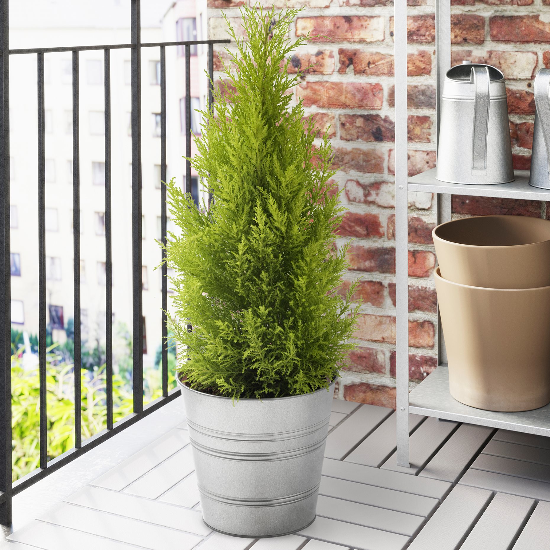 CUPRESSUS, potted plant/cypress, 24 cm, 005.697.37
