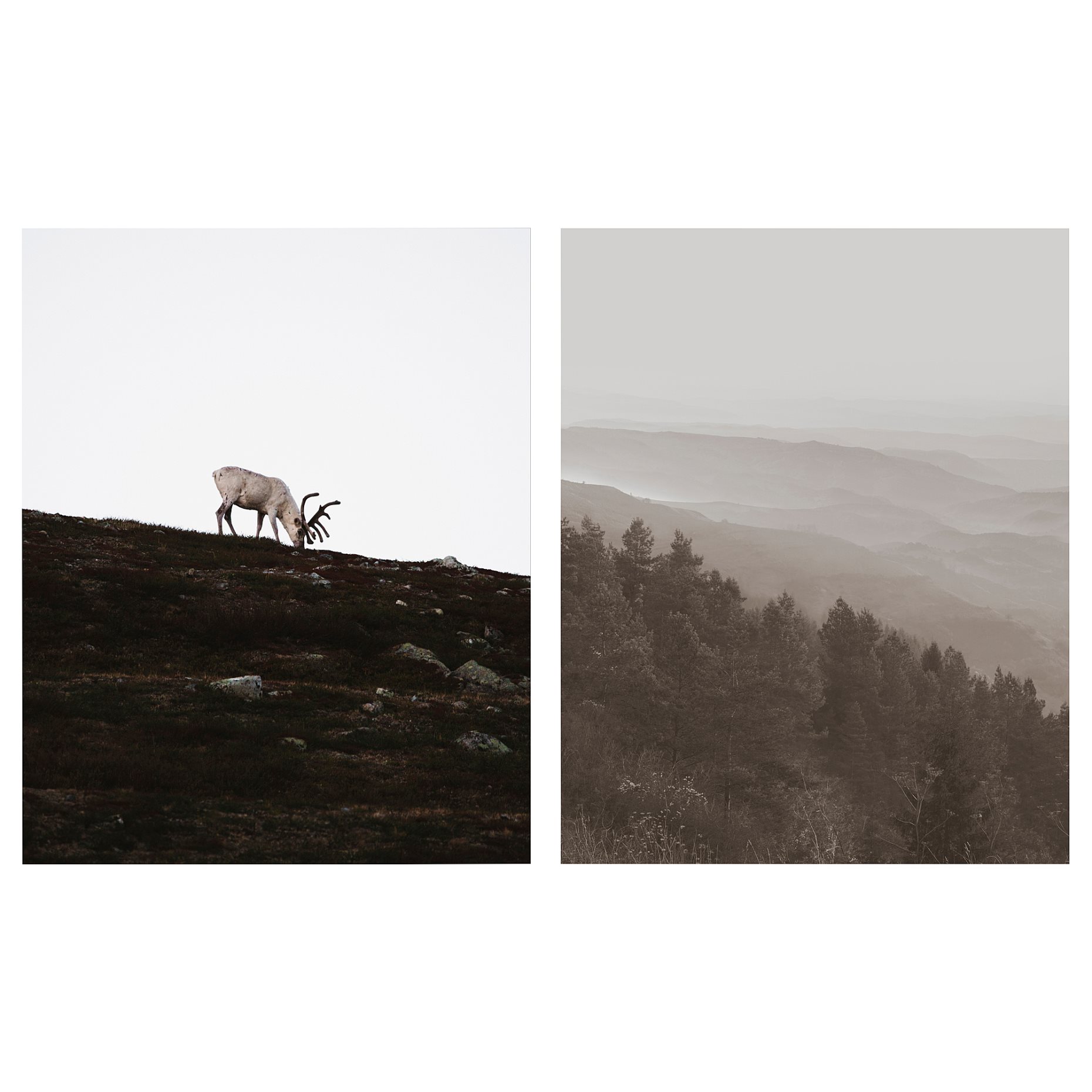 PJÄTTERYD, picture/wandering reindeer/2 pack, 40x50 cm, 005.835.59