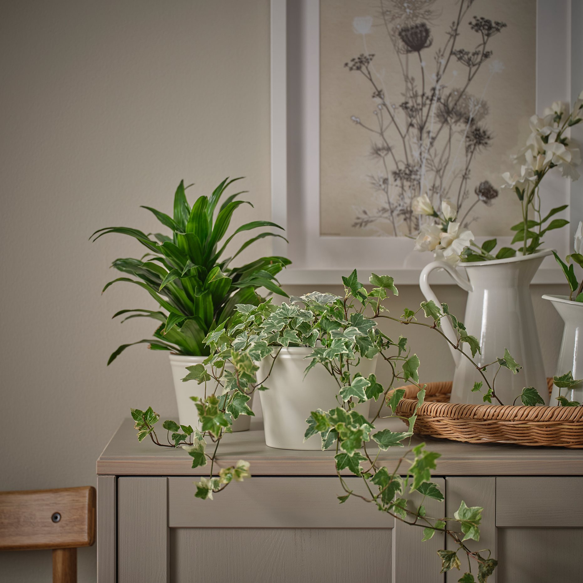 KÖRSBÄRSBJÖRK, κασπό, 12 cm, 005.917.19