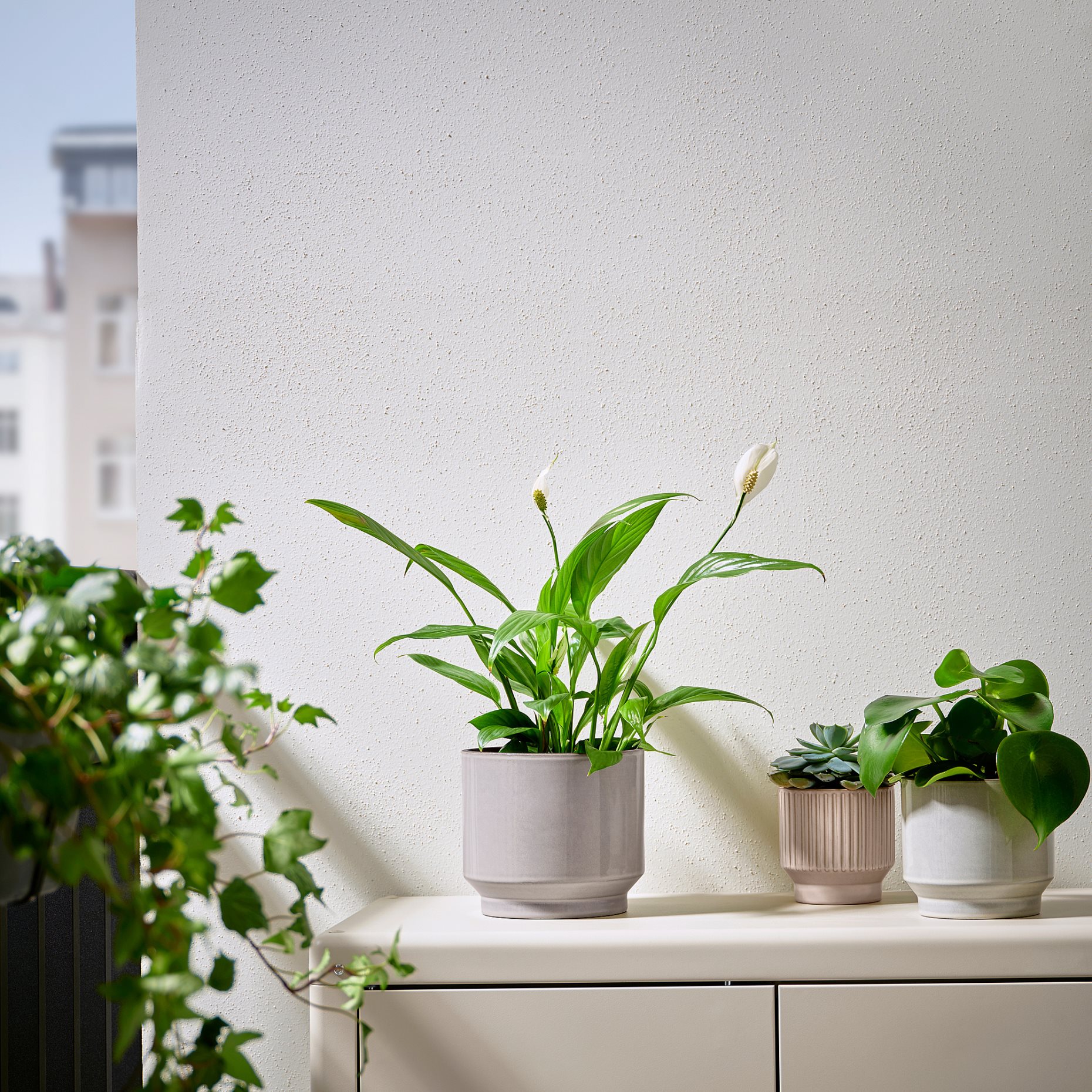 HONUNGSPALM, κασπό εσωτερικού/εξωτερικού χώρου/, 15 cm, 005.957.98