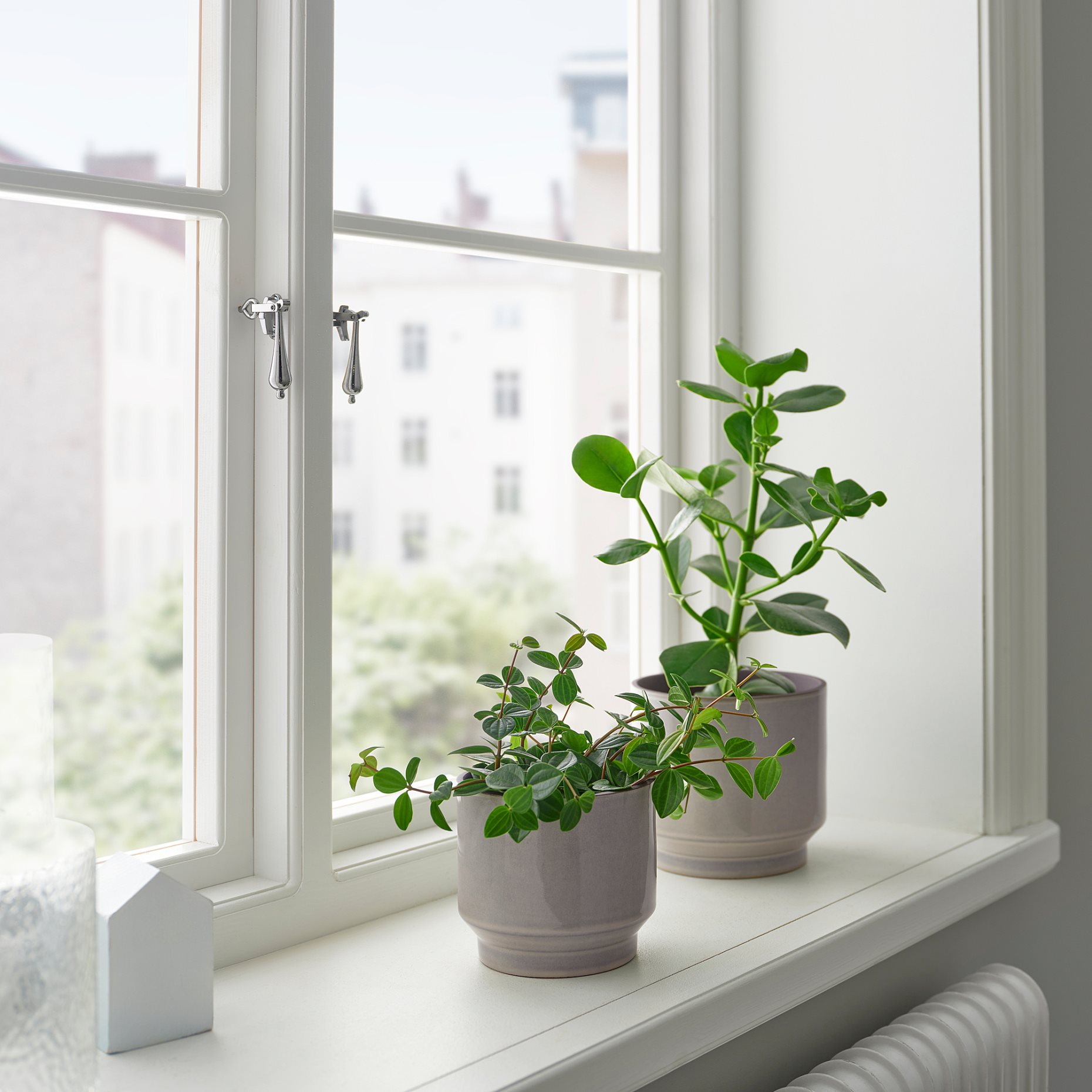 HONUNGSPALM, κασπό εσωτερικού/εξωτερικού χώρου/, 15 cm, 005.957.98