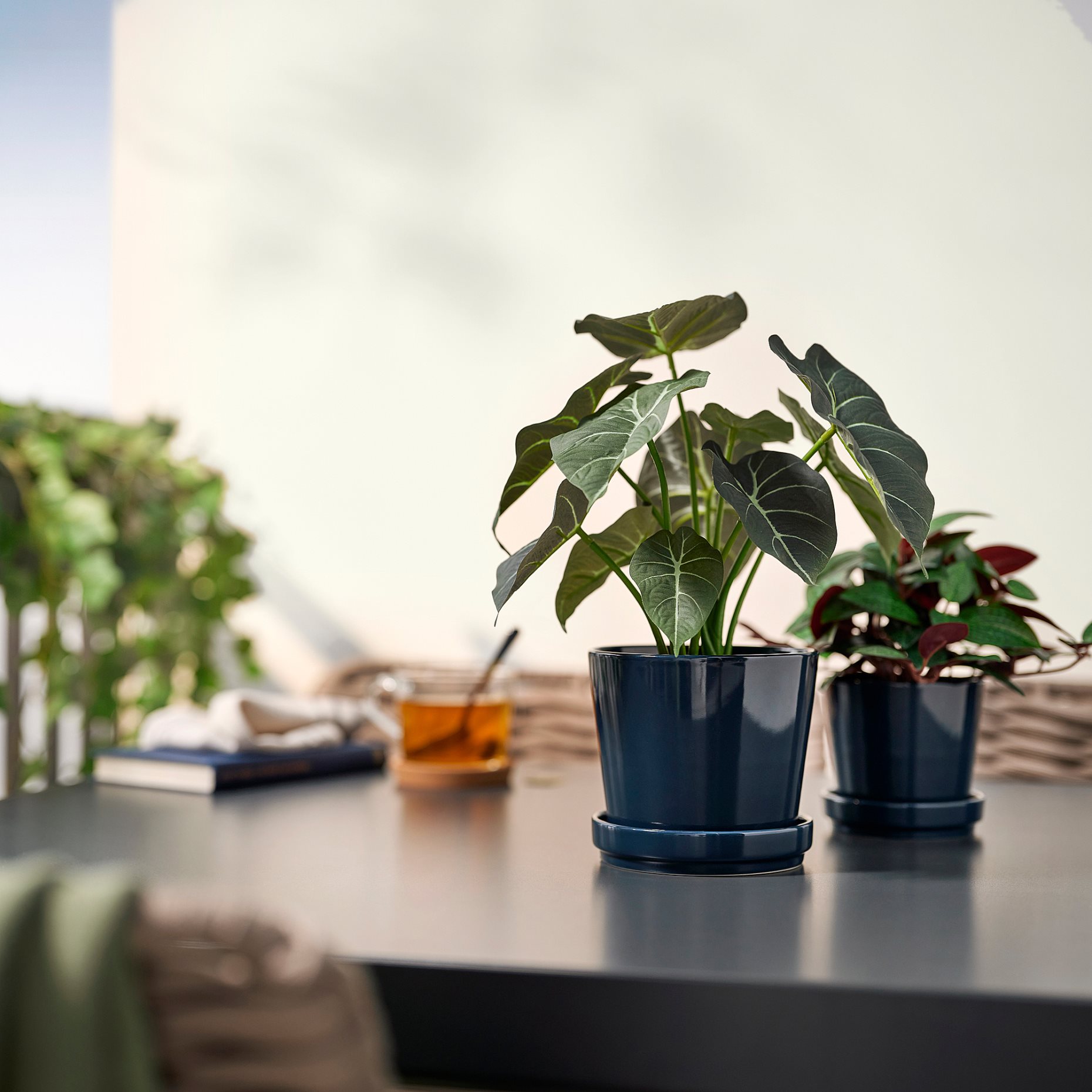 FEJKA, artificial potted plant in/outdoor Alocasia, 12 cm, 006.008.70