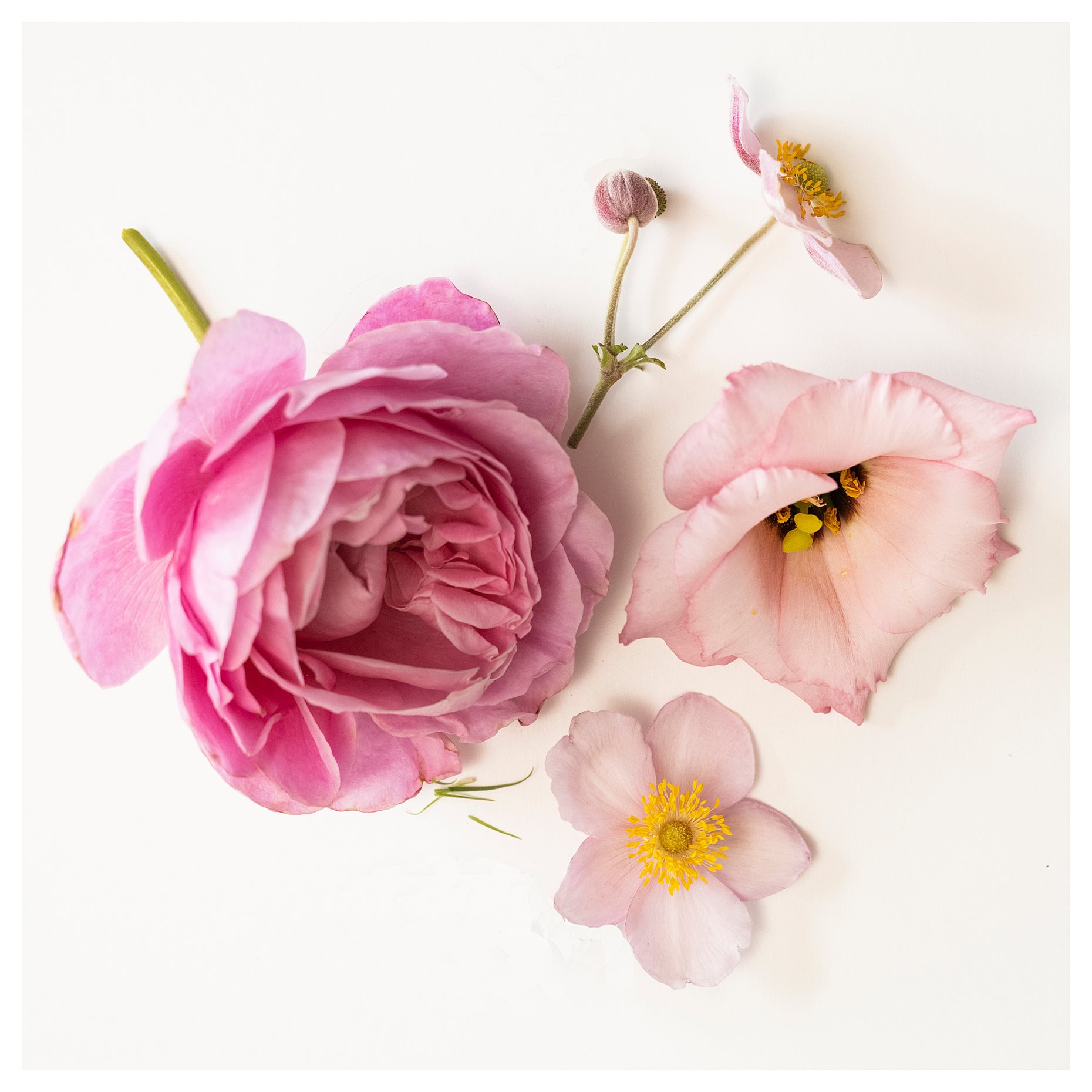 LOTSFÅGEL, scented candle in glass/pink flowers, 40 hr, 006.083.76