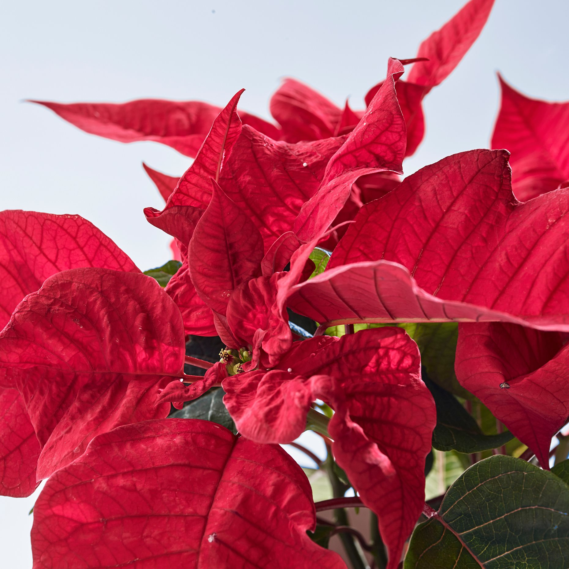 POINSETTIA, φυτό σε γλάστρα/Αλεξανδρινό, 13 cm, 006.126.27