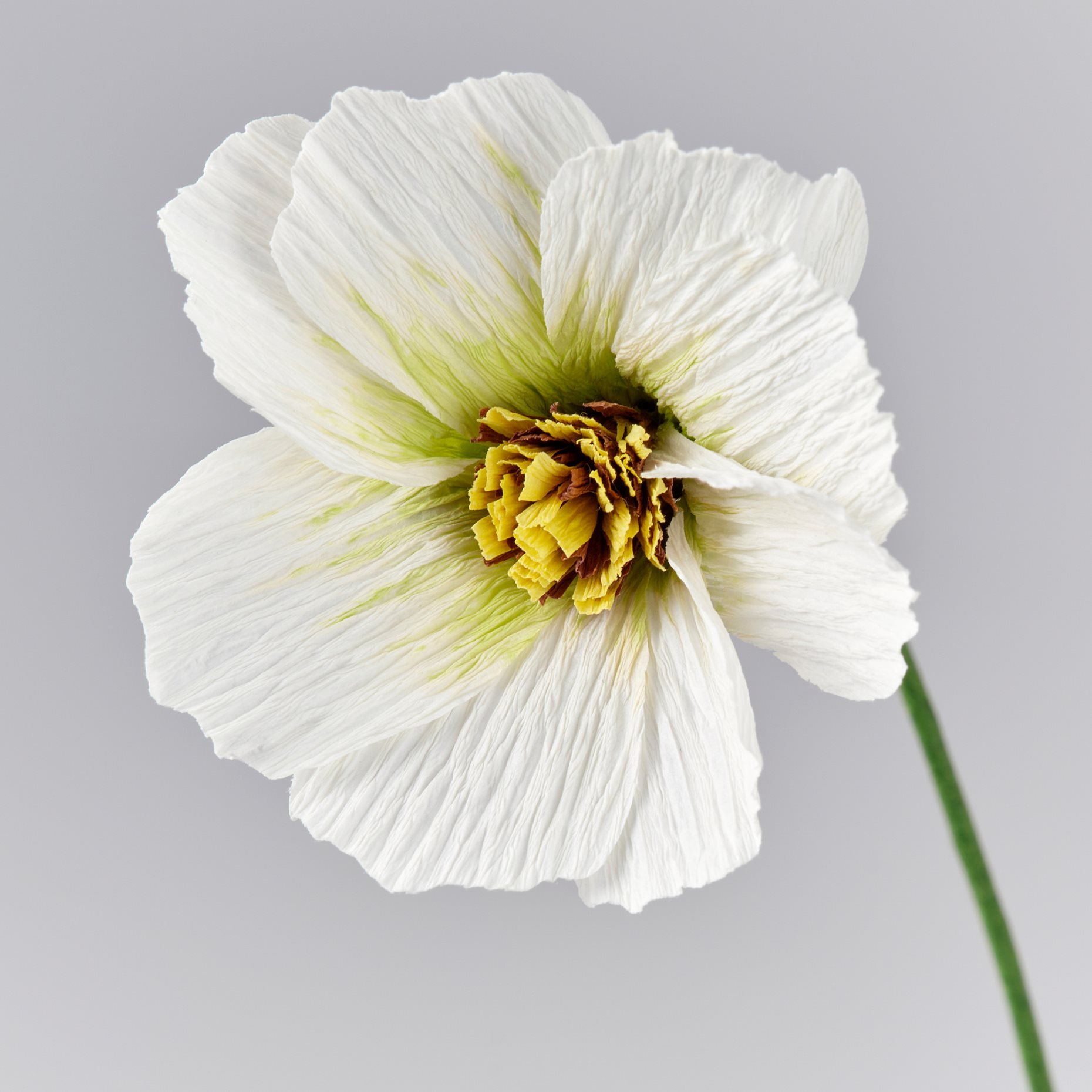 GULDSPETT, artificial flower/cosmos, 35 cm, 006.149.47