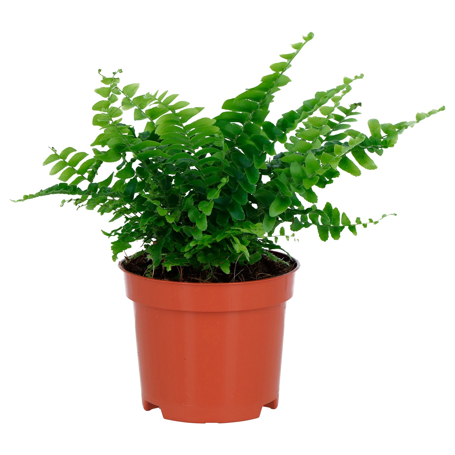 NEPHROLEPIS, potted plant/Boston fern, 9 cm, 006.307.73