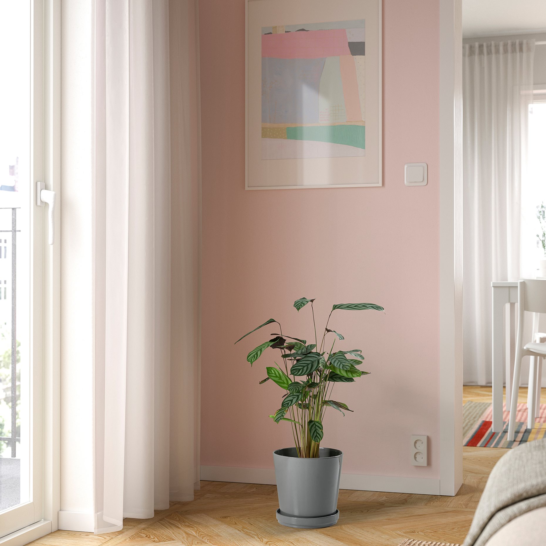 CALATHEA, potted plant, Calathea, 102.588.29