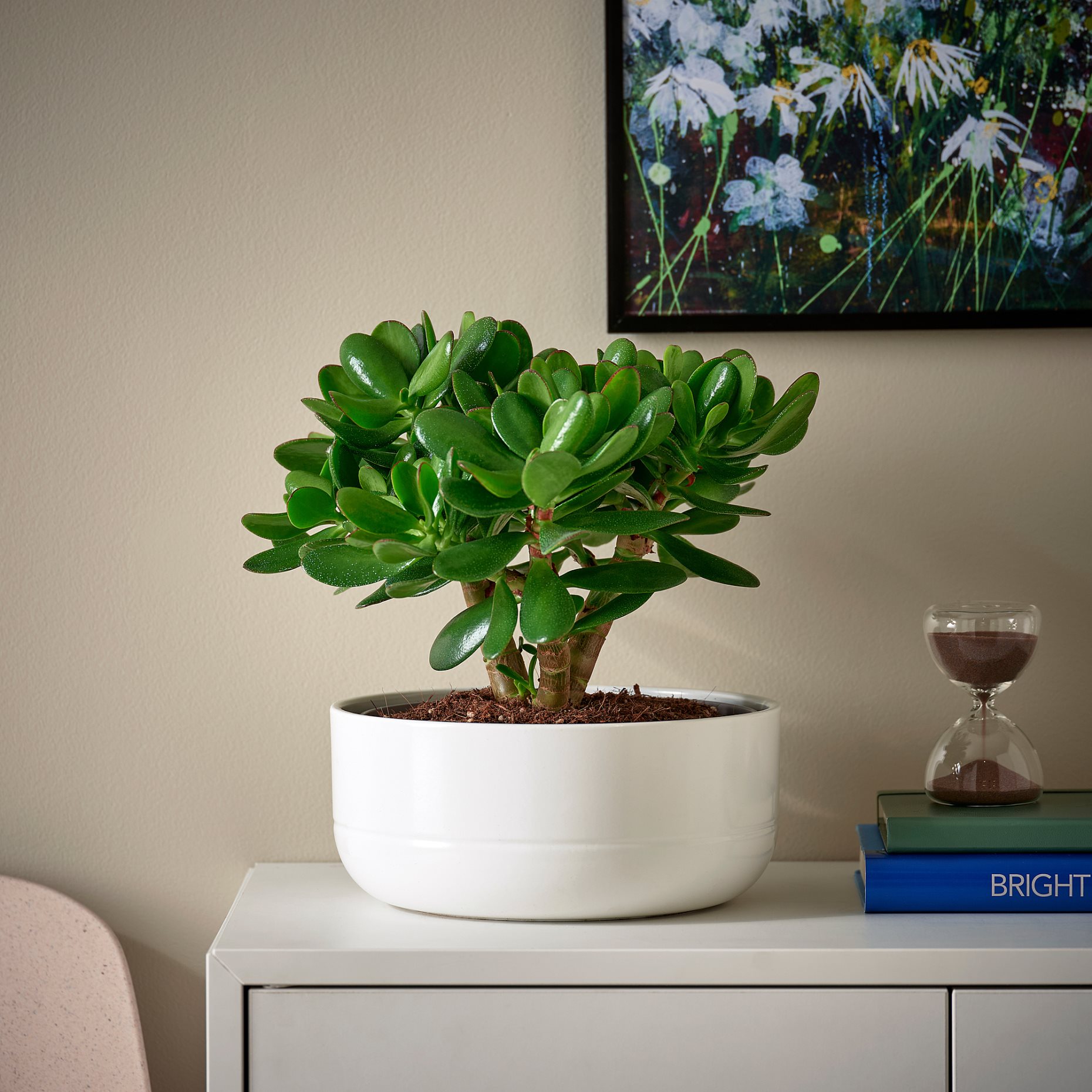 CRASSULA OVATA, potted plant with pot/Money tree, 22 cm, 104.853.70