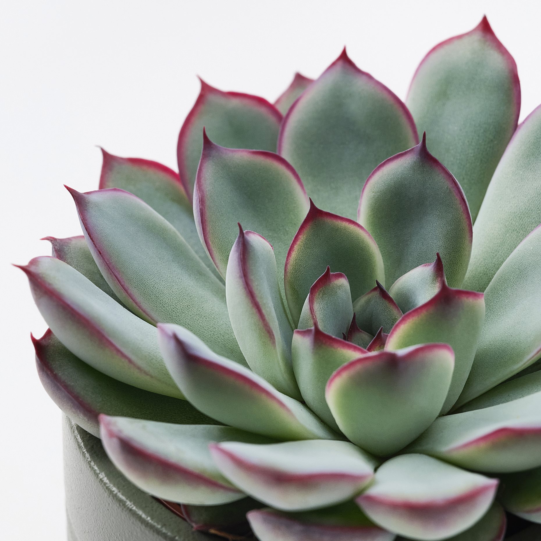 SUCCULENT, potted plant with pot/Succulent, 6 cm, 105.986.83