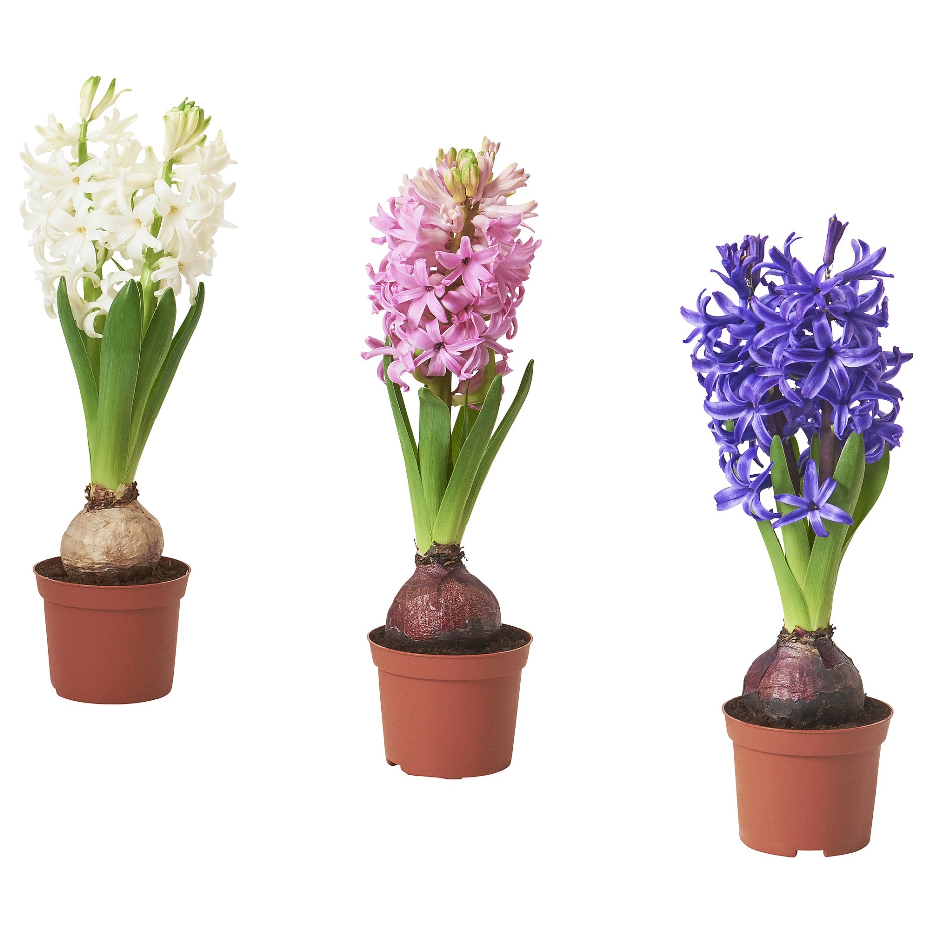 HYACINTHUS, potted plant/1 bulb Hyacinth, 8 cm, 106.126.03