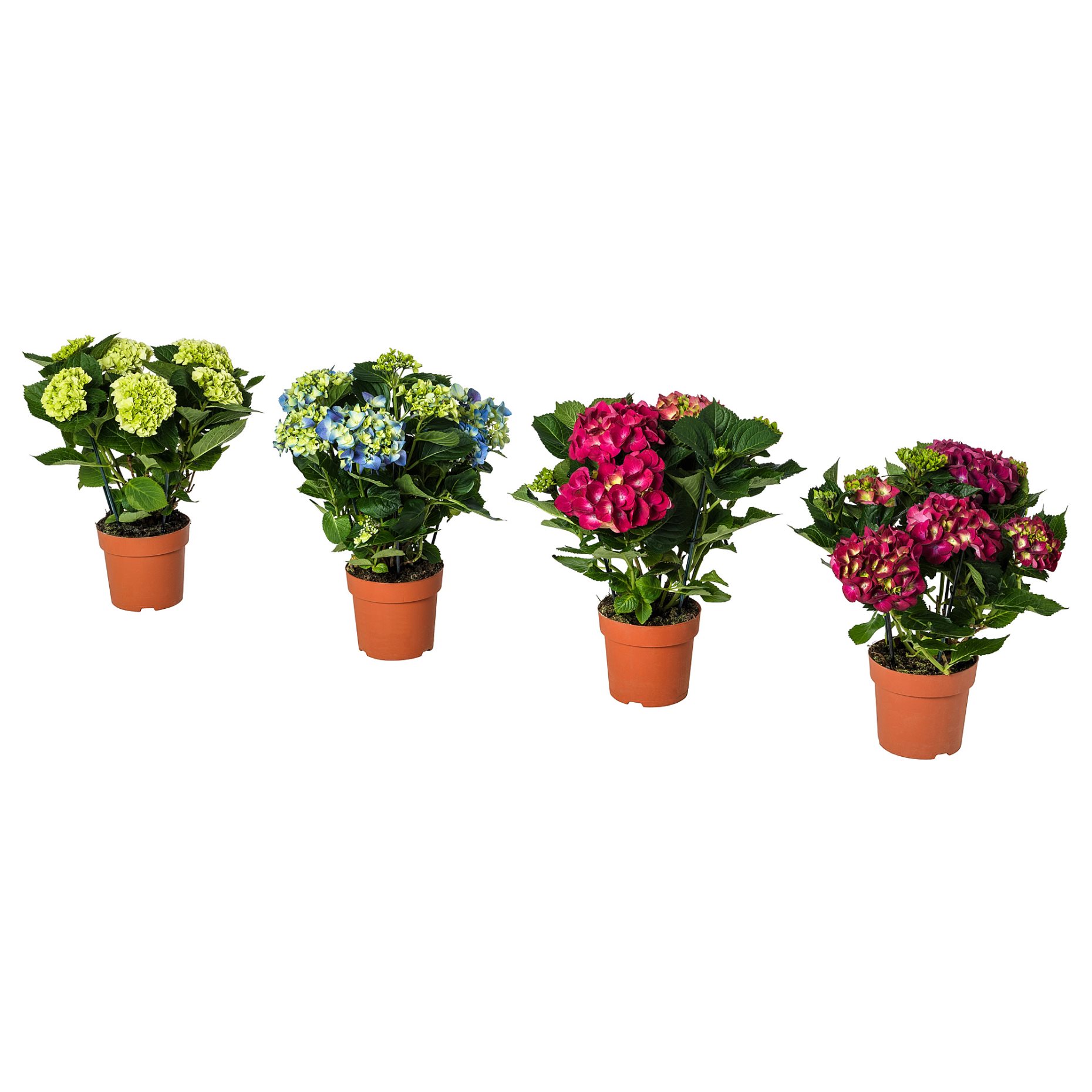 HYDRANGEA, potted plant/Hydrangea, 15 cm, 106.127.64