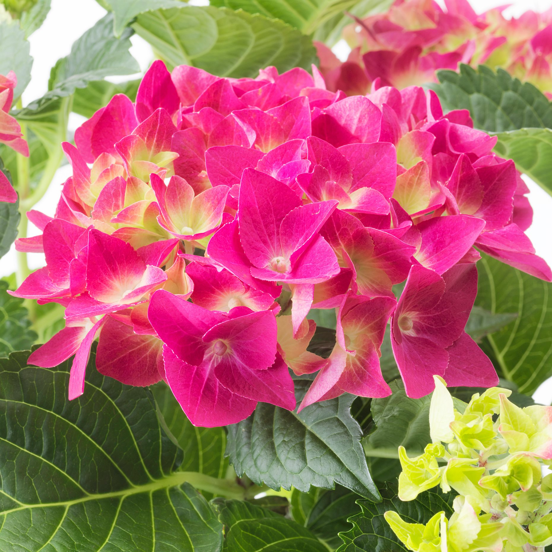 HYDRANGEA, potted plant/Hydrangea, 15 cm, 106.127.64