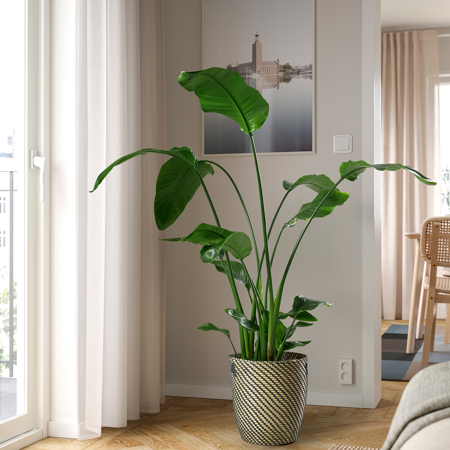 STRELITZIA, potted plant/Bird of paradise, 27 cm, 204.662.53