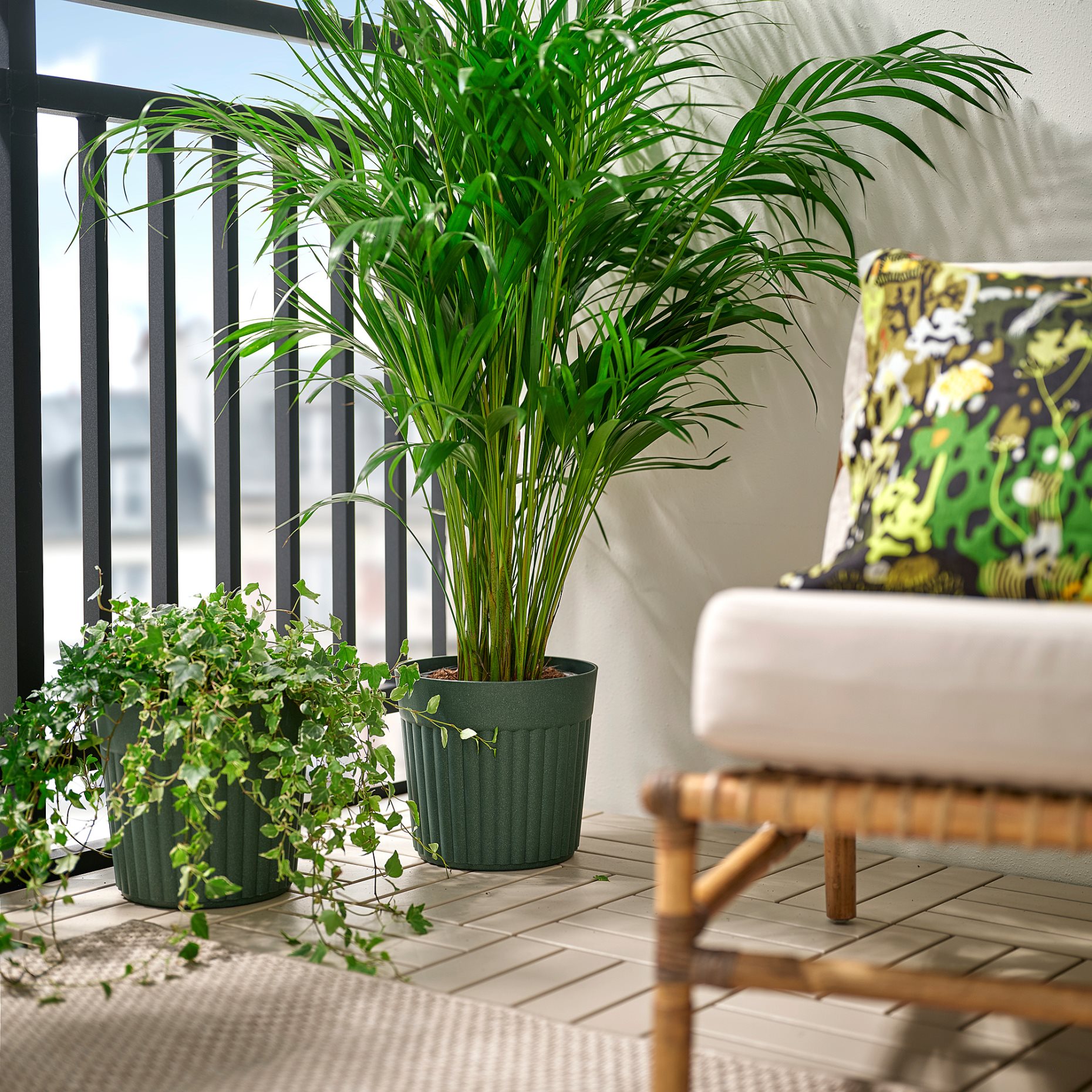 FRÄKENVÄXT, κασπό εσωτερικού/εξωτερικού χώρου, 24 cm, 206.108.73