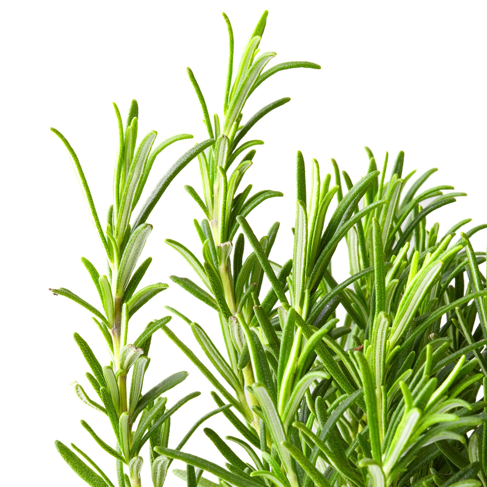 ROSMARINUS, potted plant/Rosemary, 14 cm, 206.239.98