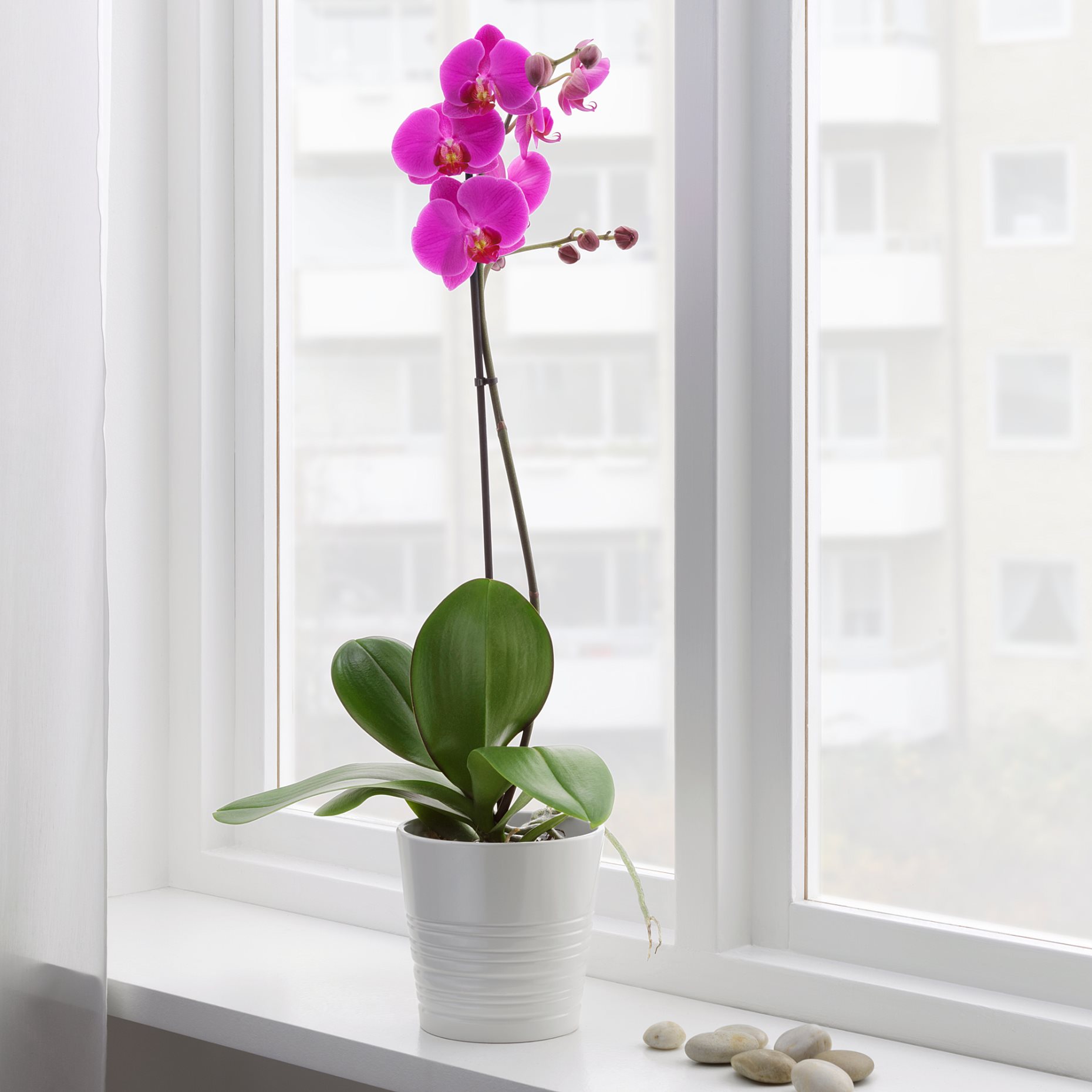 PHALAENOPSIS, potted plant, Orchid/1 stem, 303.202.17