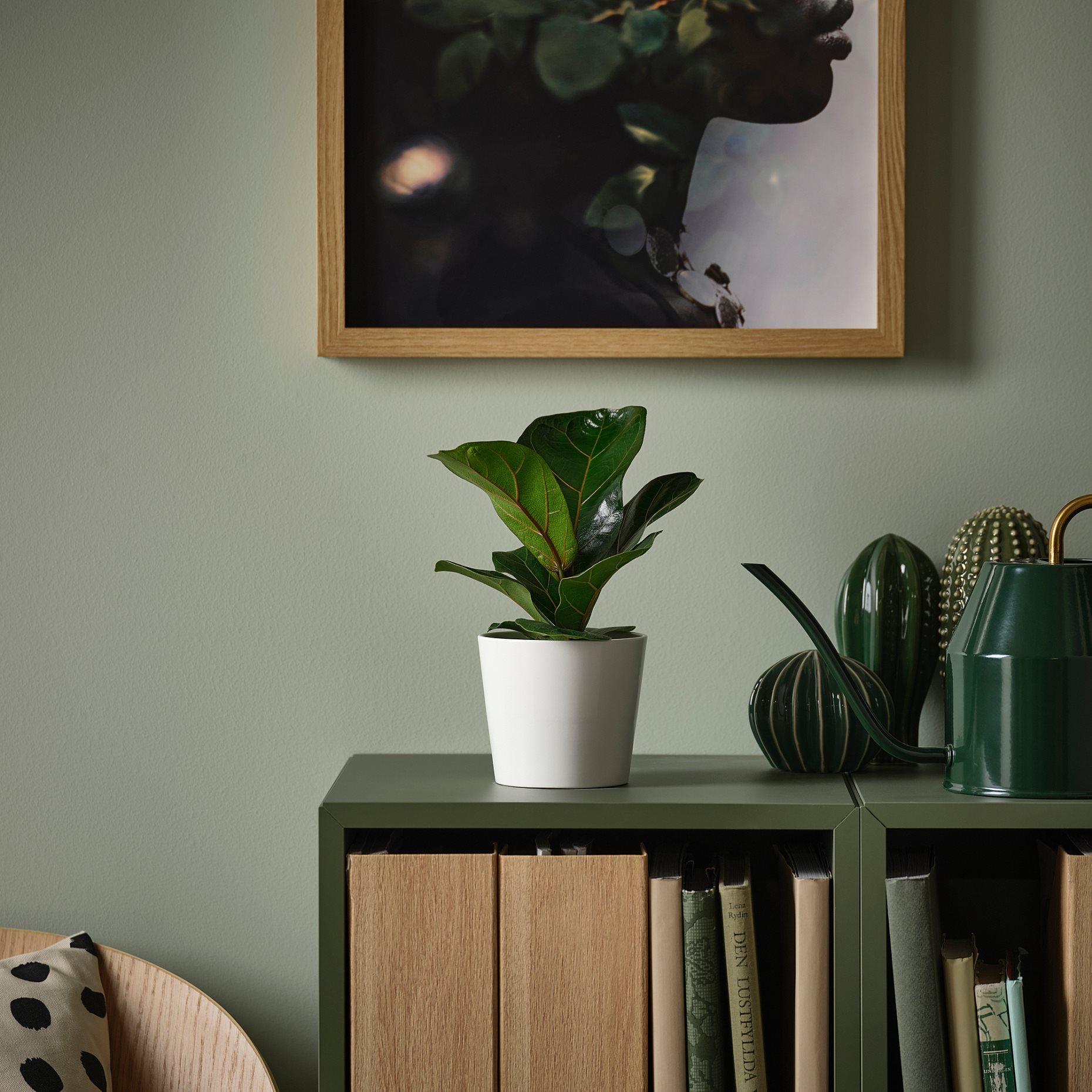 FICUS LYRATA, potted plant/Fiddle-leaf fig, 9 cm, 305.986.82