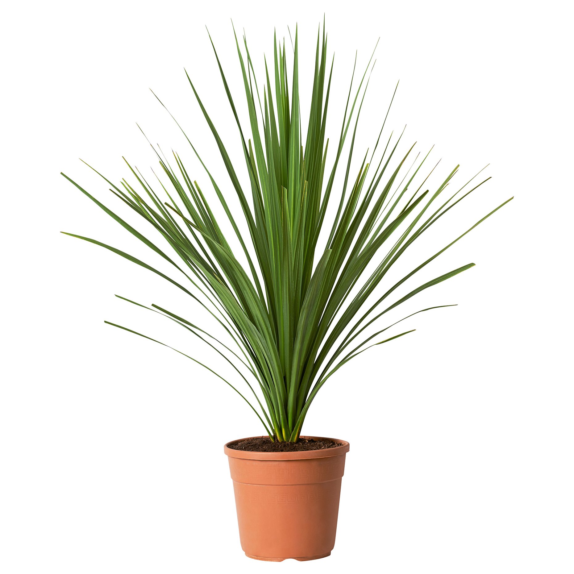 CORDYLINE INDIV, potted plant/Mountain cabbage tree, 17 cm, 306.041.31