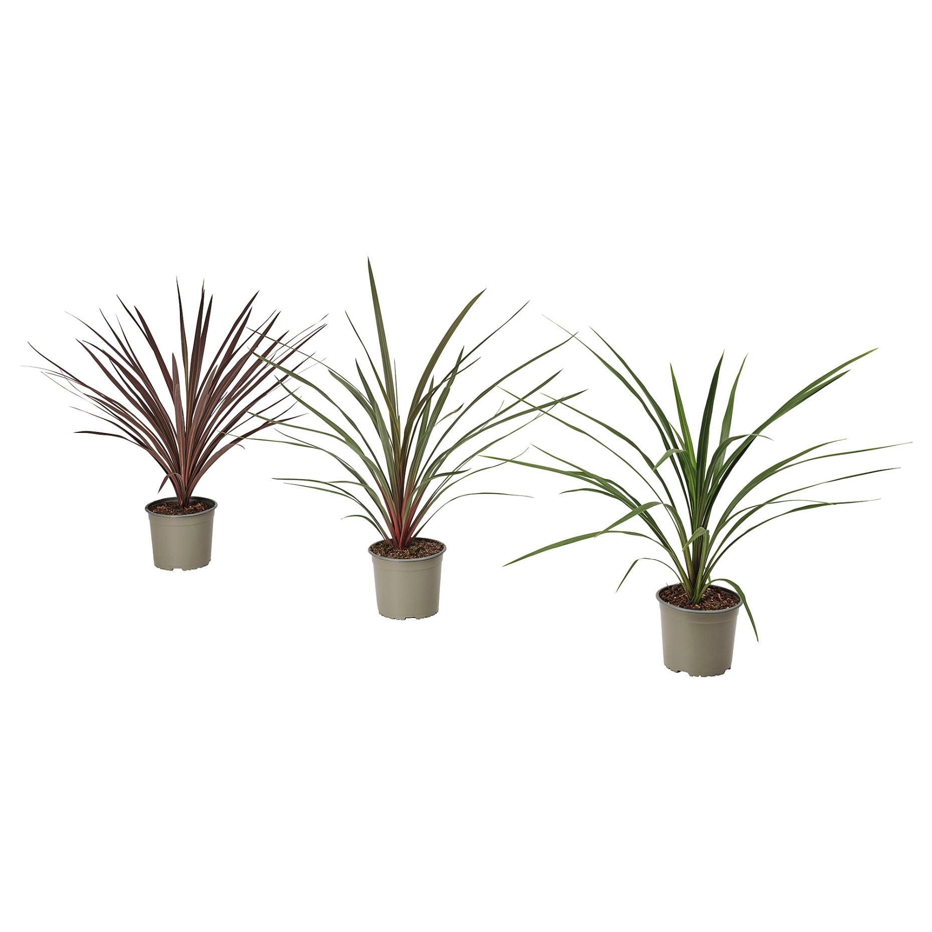 CORDYLINE INDIV, potted plant/Mountain cabbage tree, 17 cm, 306.041.31