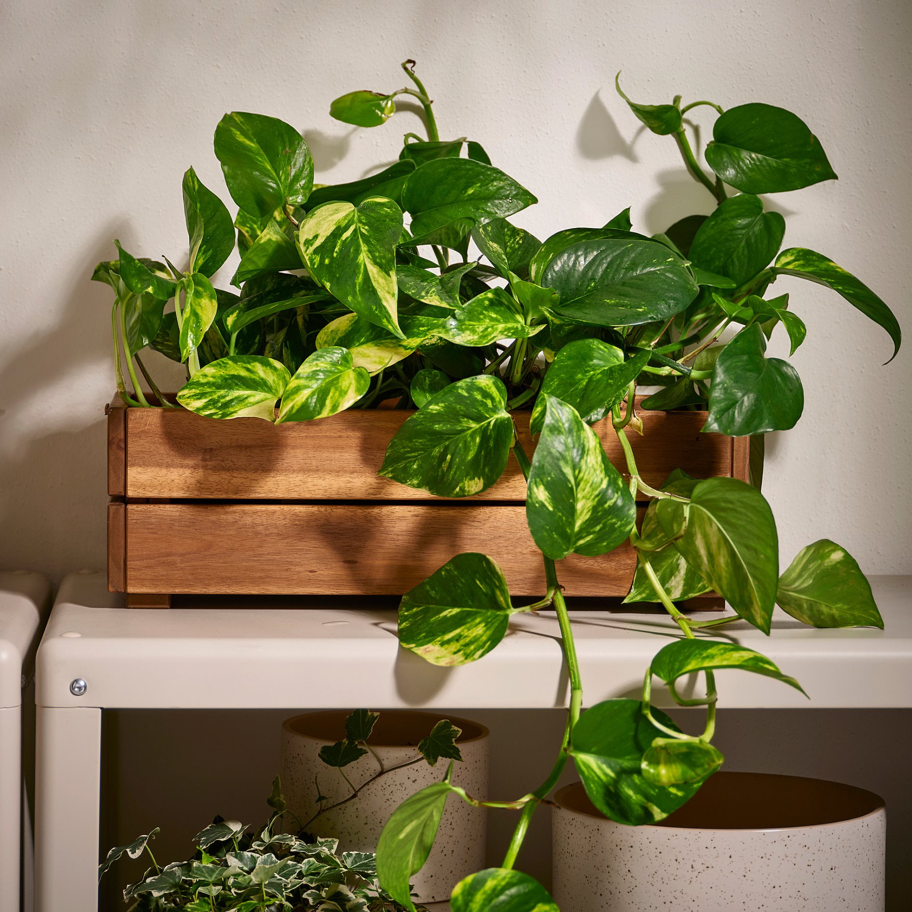 STJÄRNANIS, flower box outdoor, 43x15 cm, 306.120.27