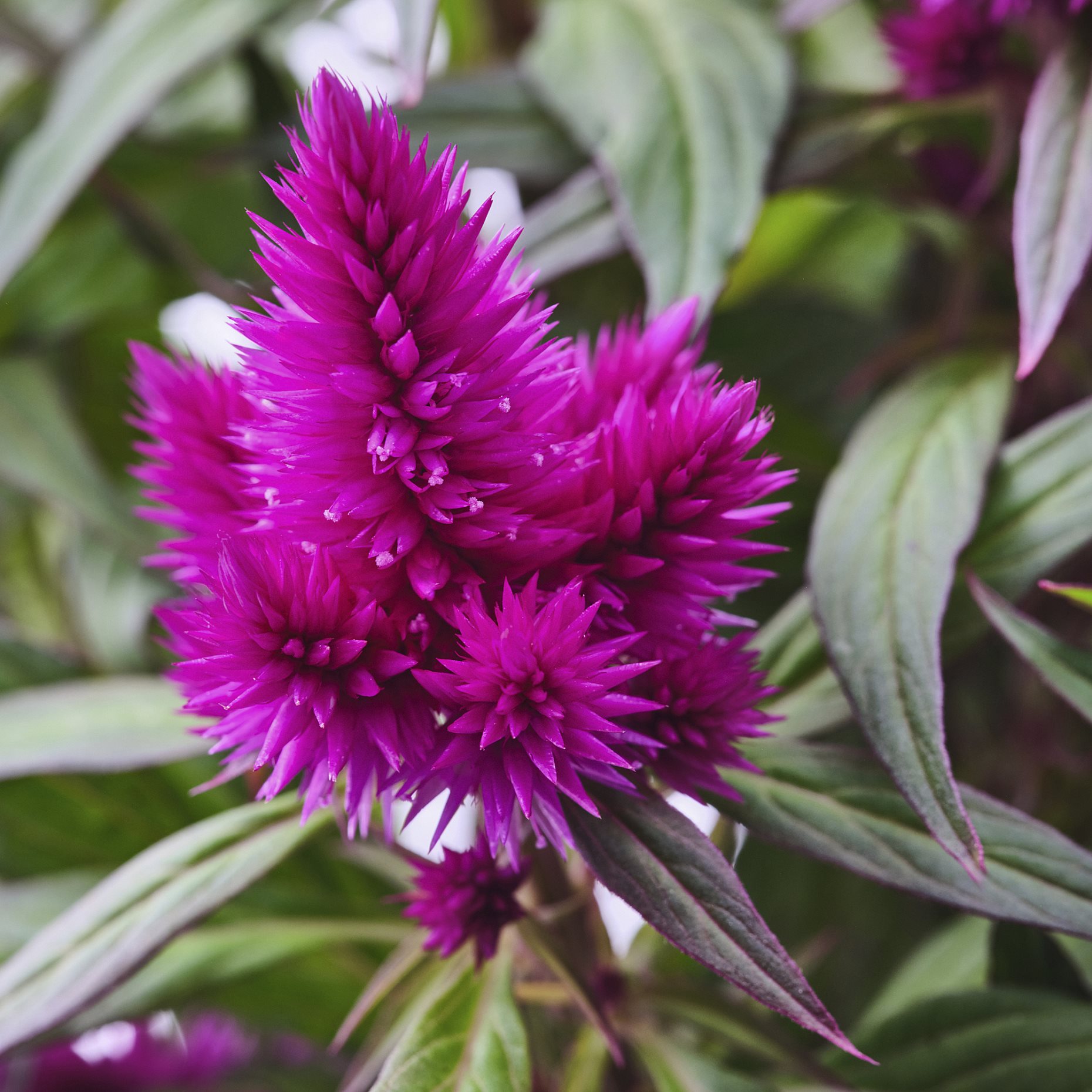 CELOSIA, potted plant/Woolflowers, 19 cm, 306.239.93