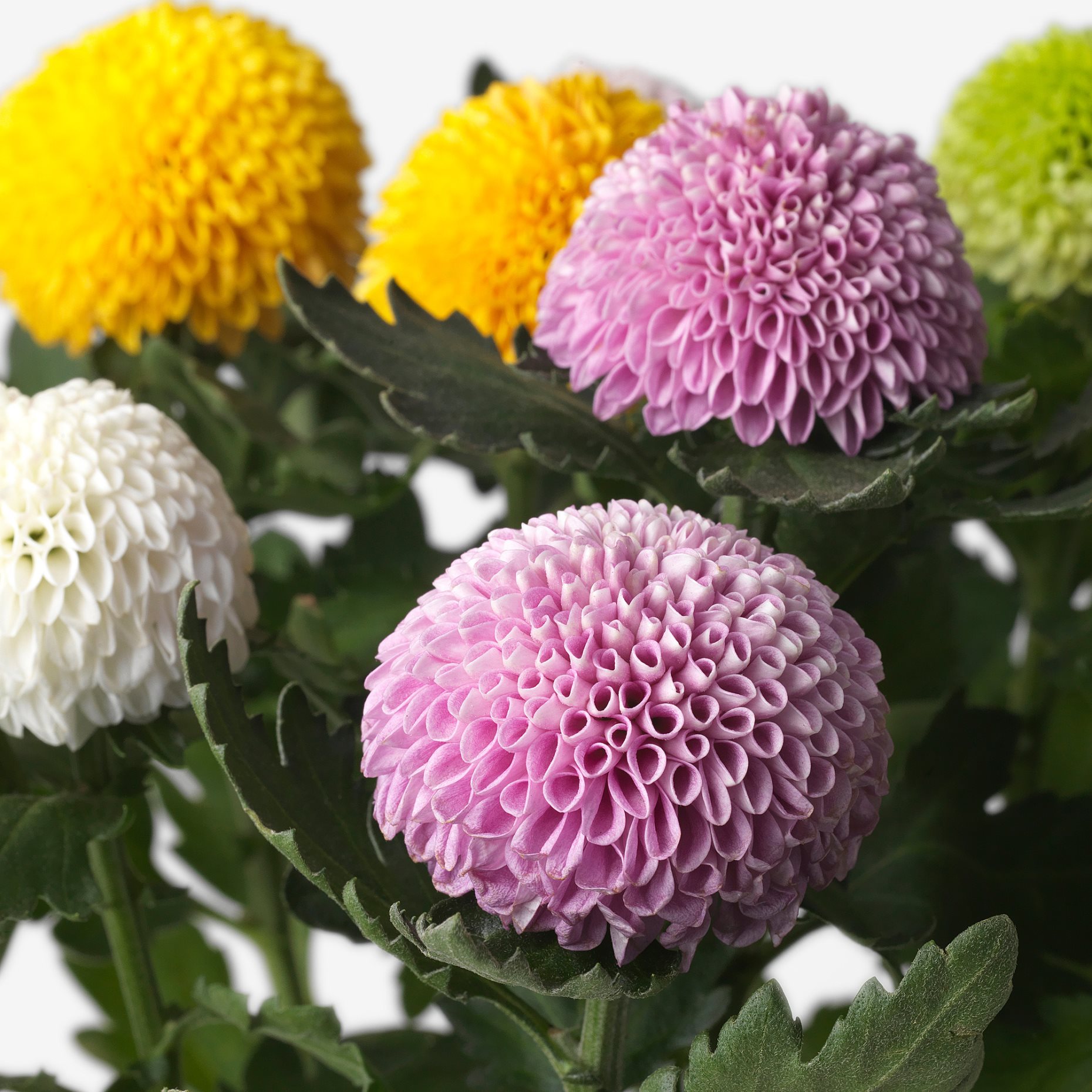 CHRYSANTHEMUM, potted plant/Chrysanthemums, 14 cm, 306.293.77