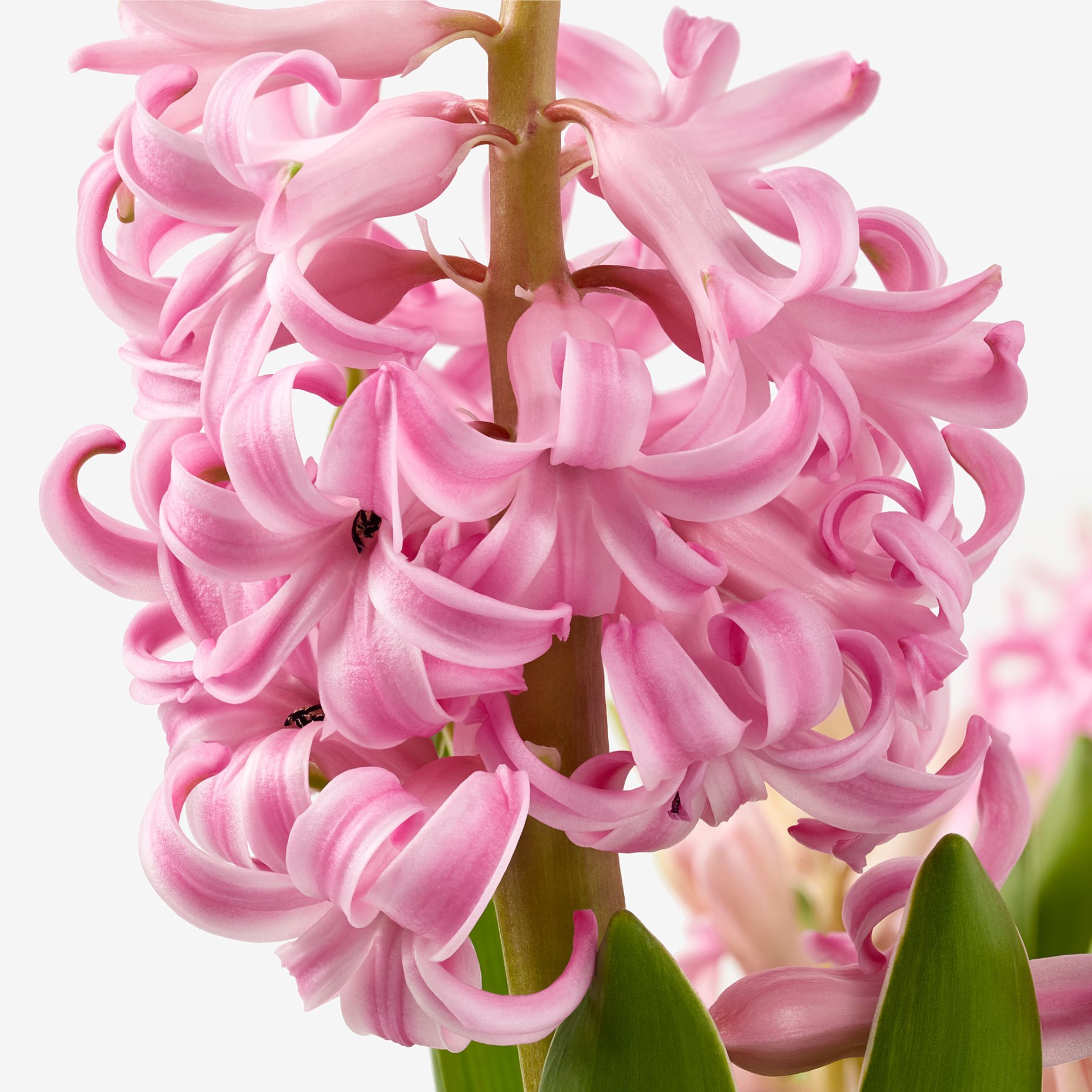 HYACINTHUS, potted plant/3 bulbs Hyacinth, 12 cm, 406.126.25