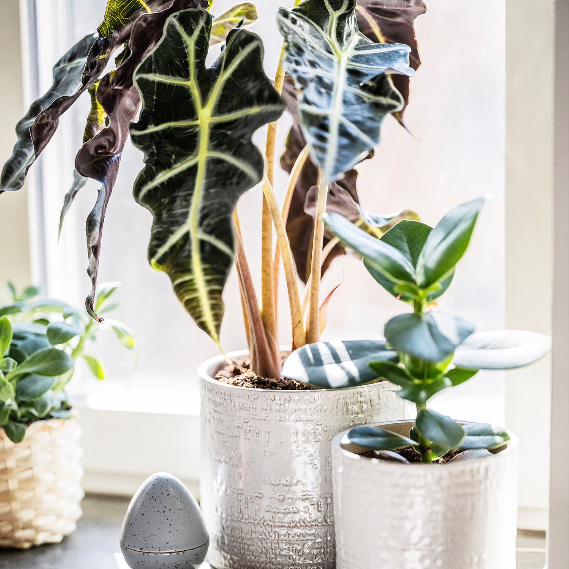 CHIAFRÖN, κασπό εσωτερικού/εξωτερικού χώρου, 12 cm, 504.757.60