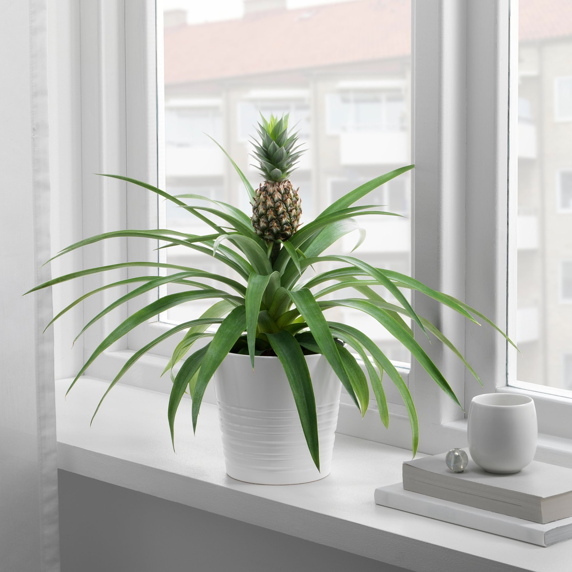 ANANAS, φυτό σε γλάστρα/Ανανάς, 12 cm, 505.281.79