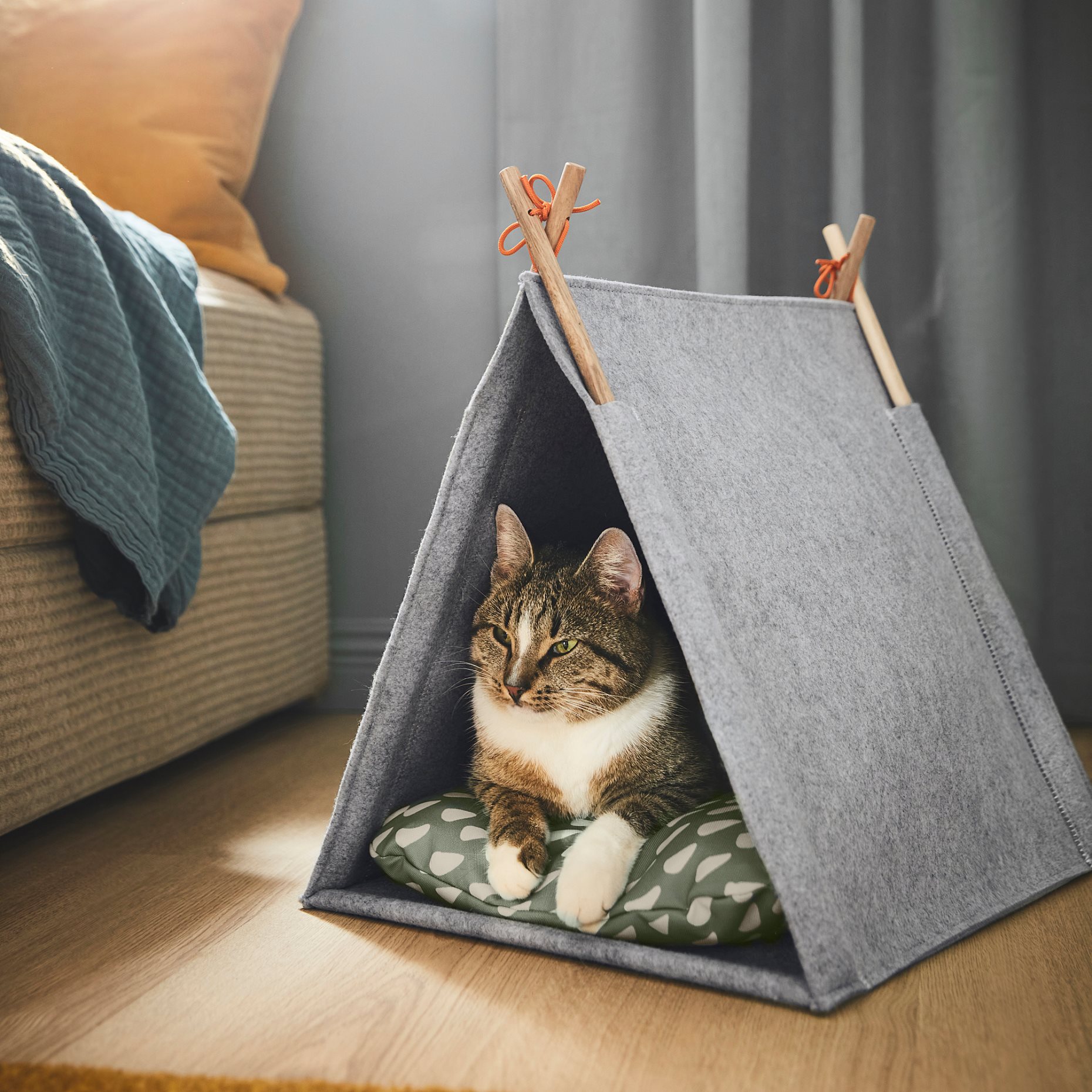 UTSADD, cat house, 505.708.80