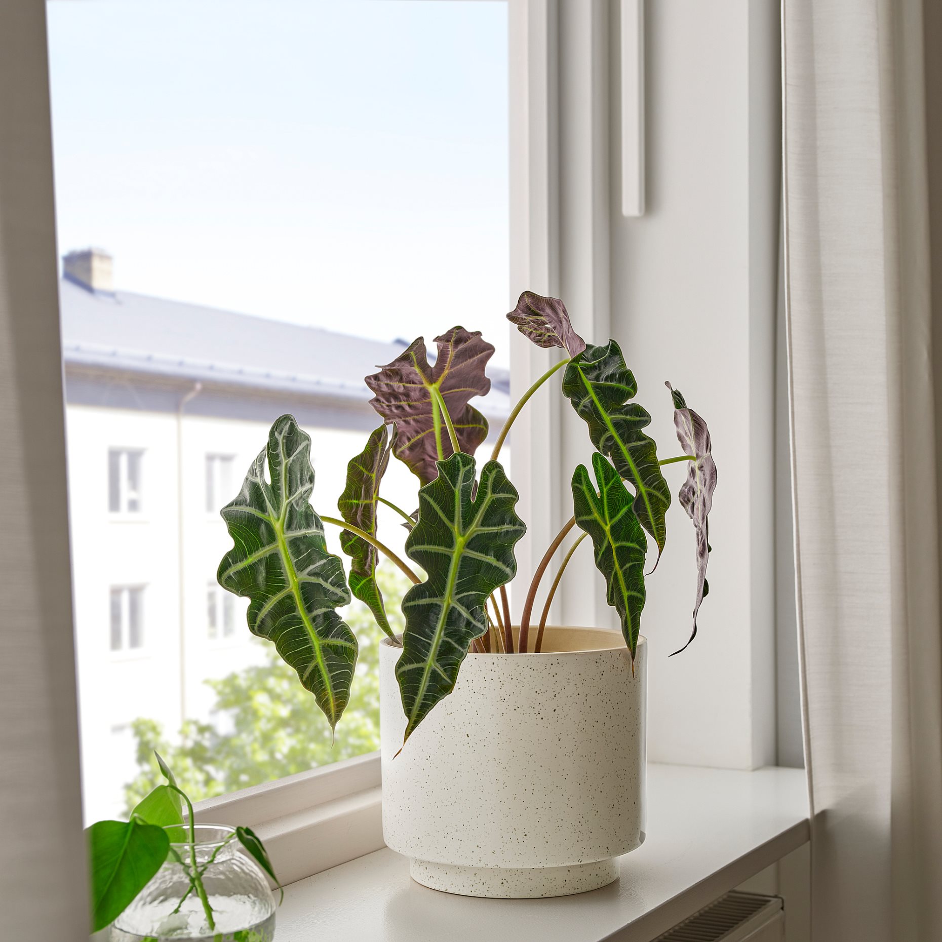 SANDKÖRSBÄR, plant pot in/outdoor, 19 cm, 506.218.27
