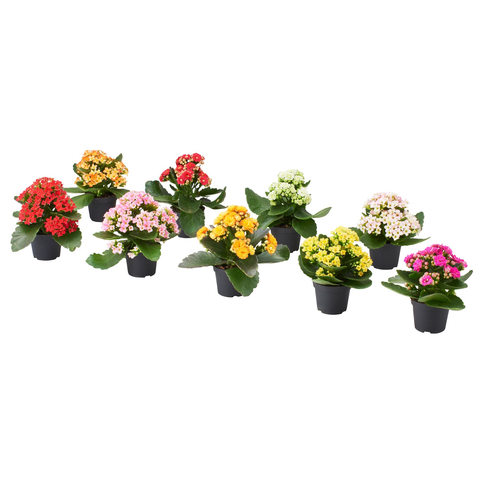 KALANCHOE, potted plant/Flaming Katy, 6 cm, 506.293.38