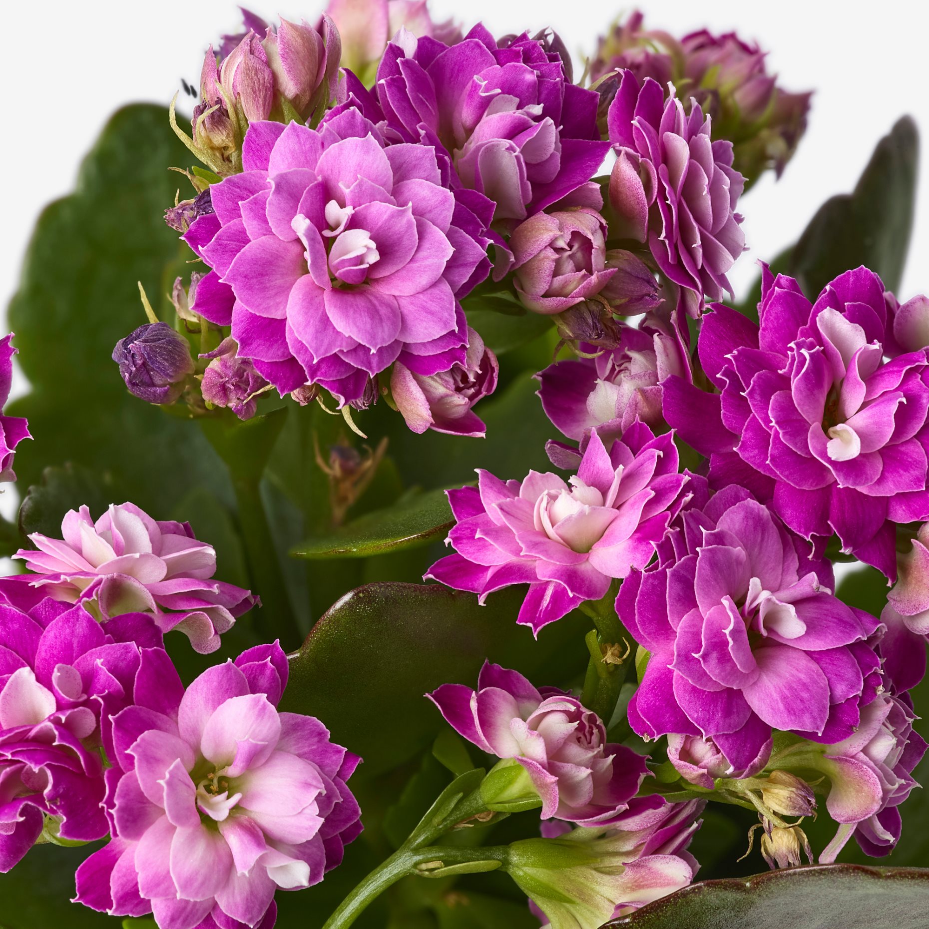 KALANCHOE, potted plant/Flaming Katy, 6 cm, 506.293.38