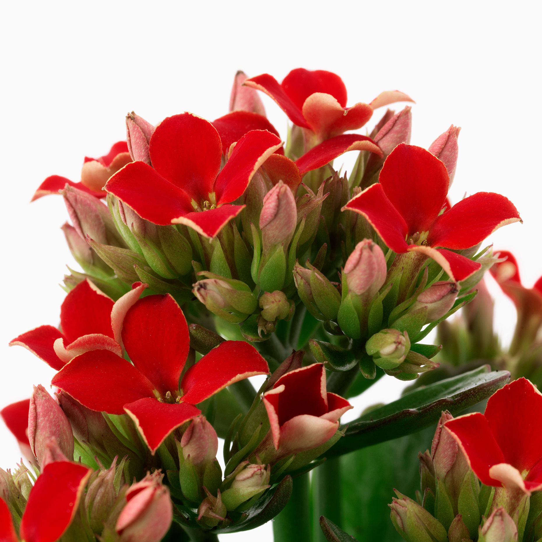 KALANCHOE, potted plant/Flaming Katy, 6 cm, 506.293.38