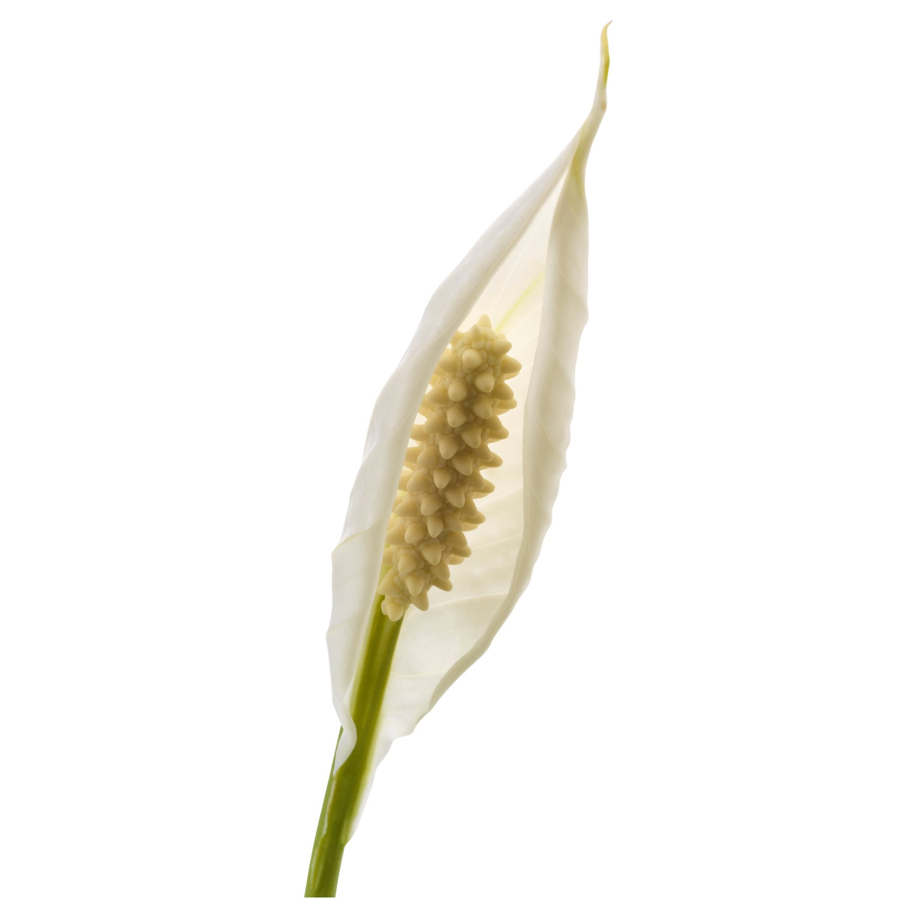 SPATHIPHYLLUM, potted plant, Peace lily, 601.449.01