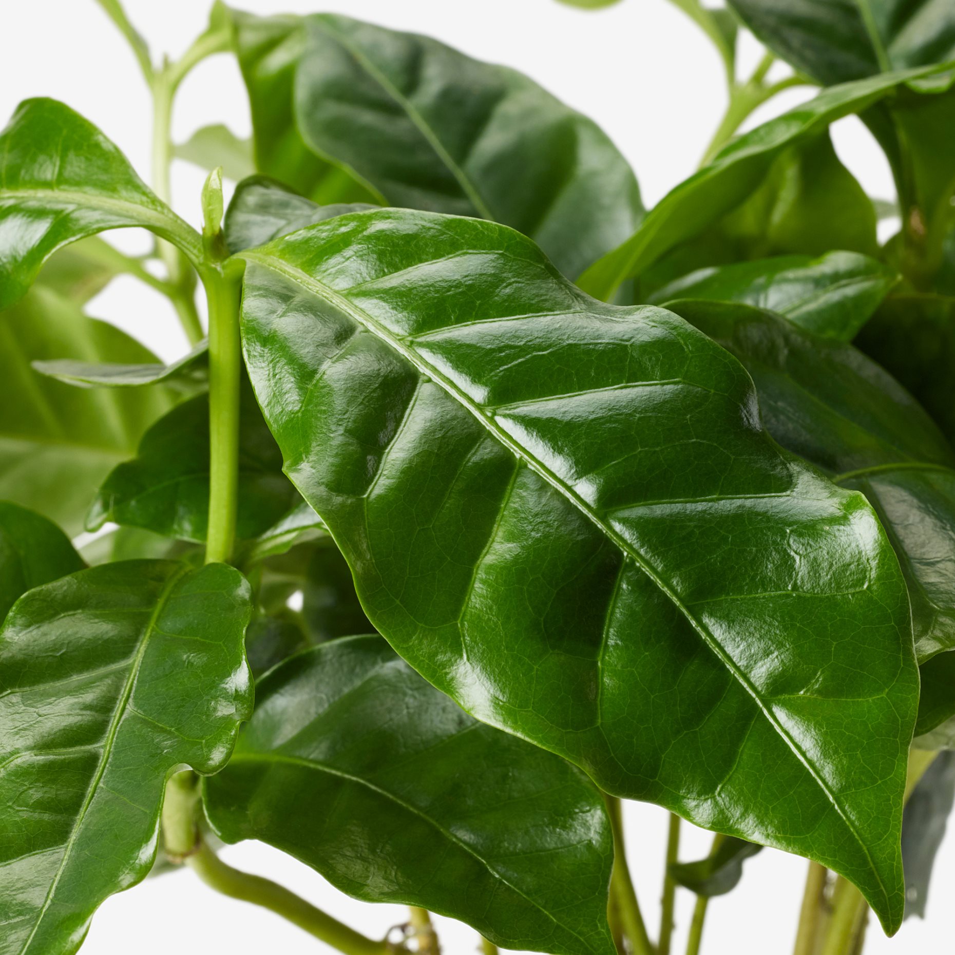 COFFEA ARABICA, potted plant/Coffee plant, 9 cm, 605.834.34