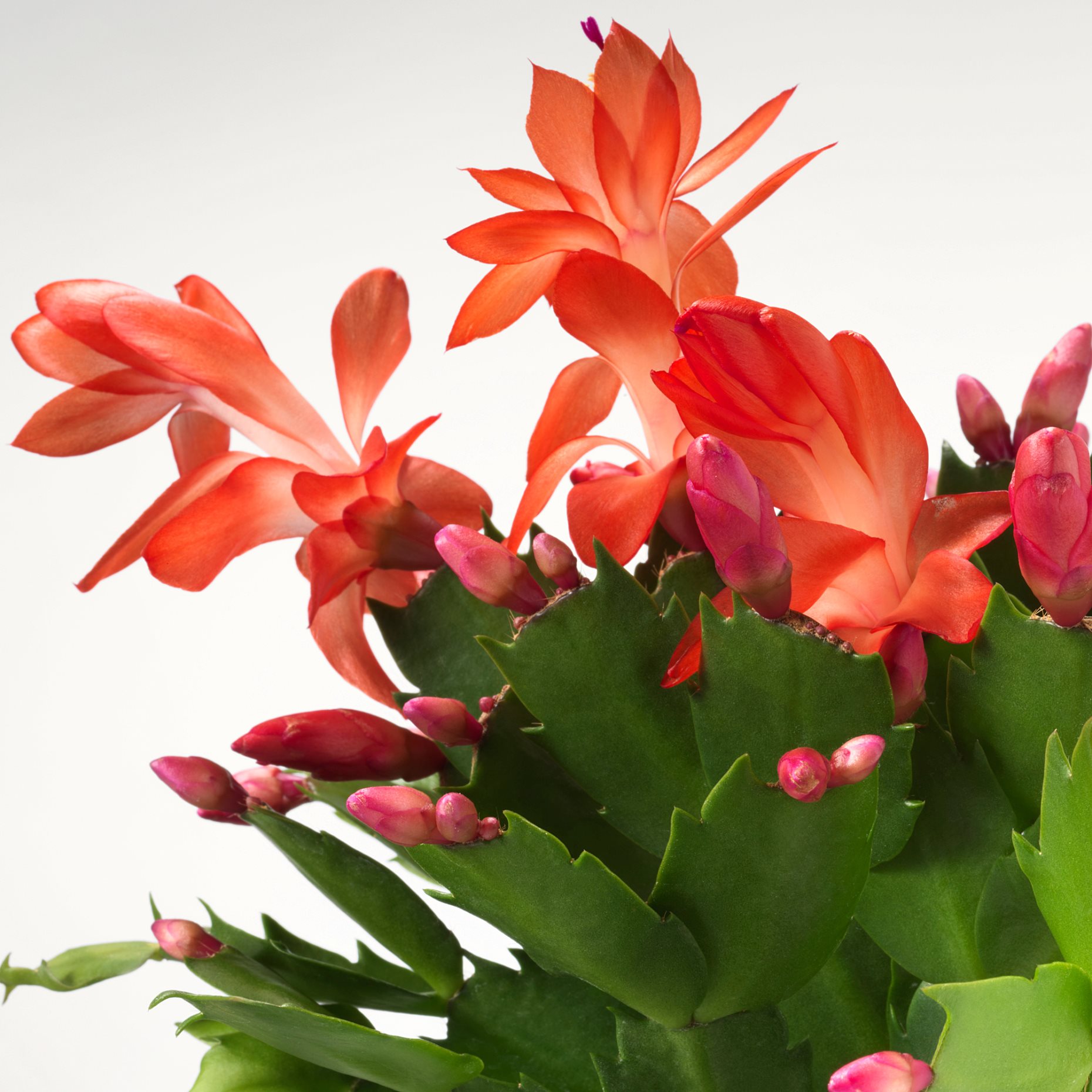 SCHLUMBERGERA, potted plant/Christmas cactus, 12 cm, 606.126.05