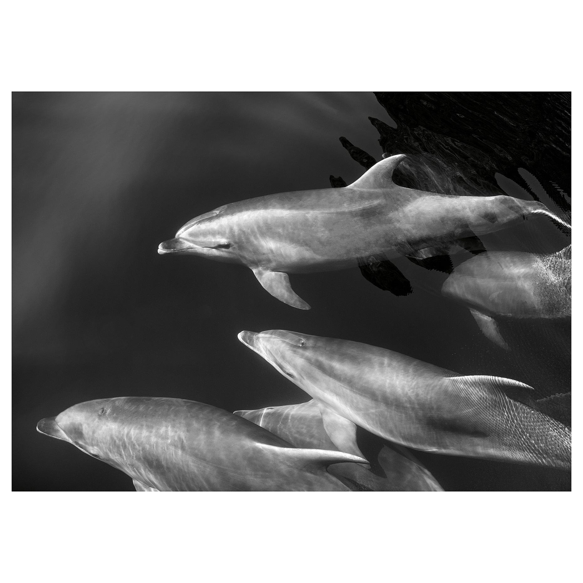 BJÖRKSTA, picture/Dolphins, 140x100 cm, 705.277.15