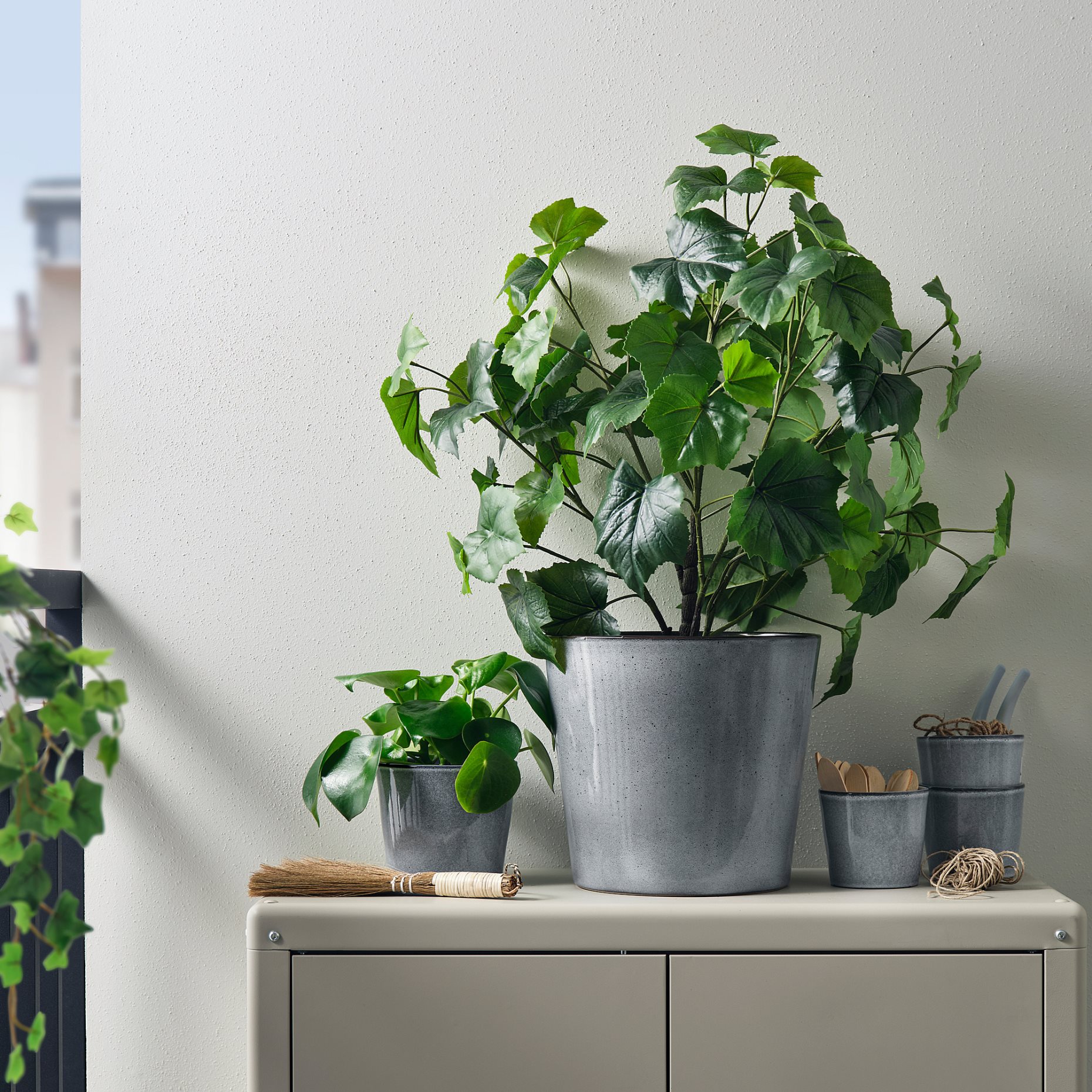 FJÄRILSBUSKE, plant pot/in/outdoor, 12 cm, 705.866.82