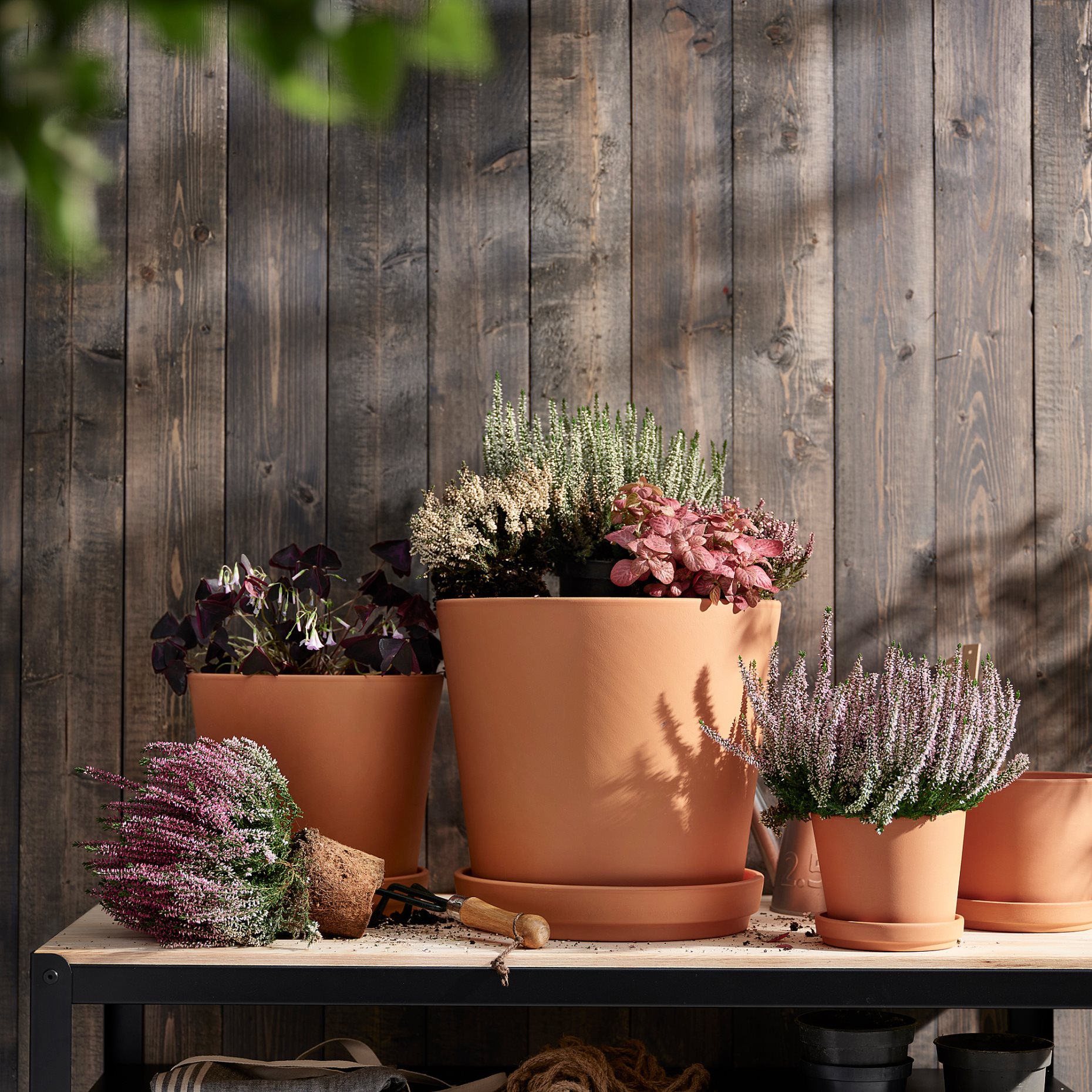 HYPOESTES, potted plant/Pink dot plant, 12 cm, 706.293.37