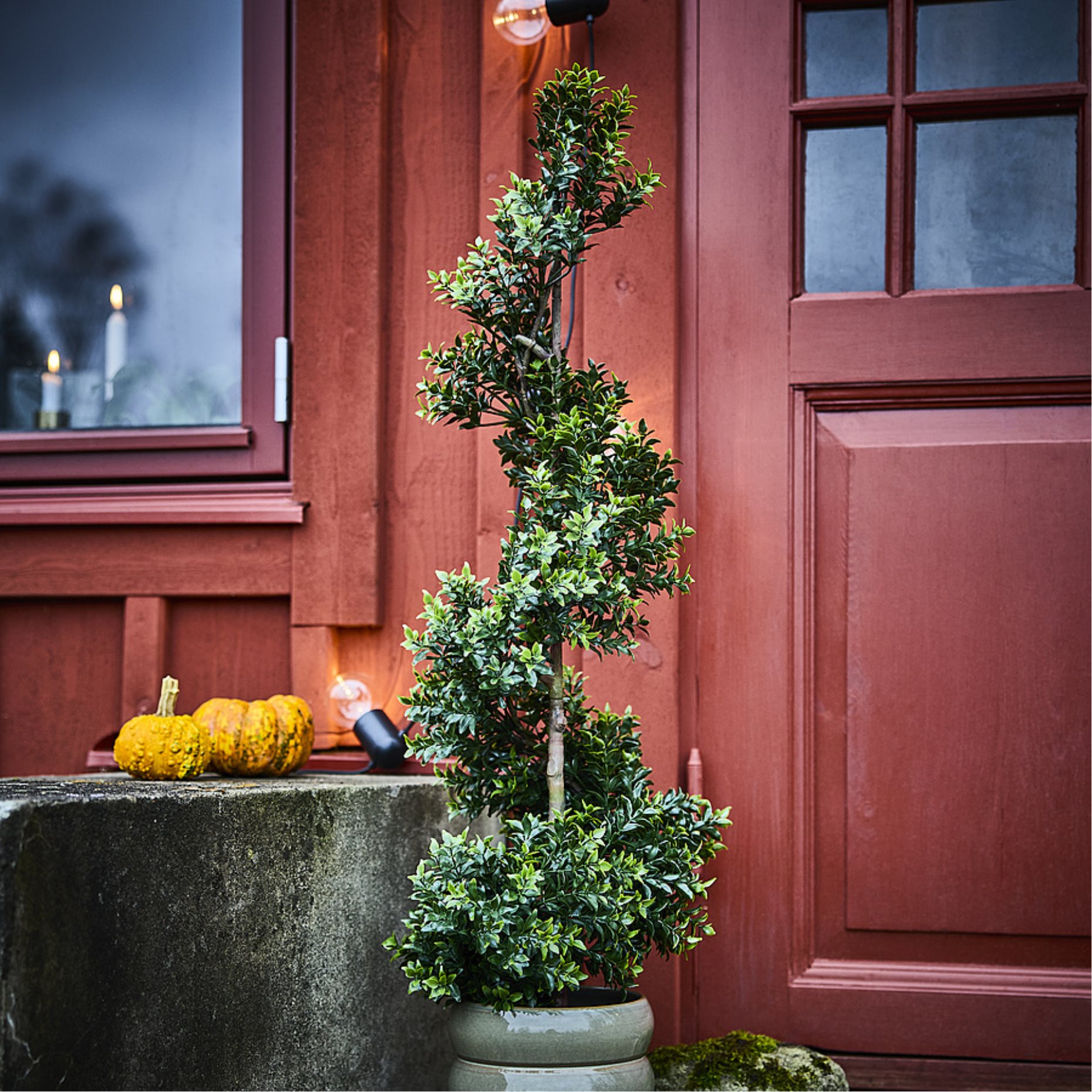 FEJKA2026, artificial potted plant in/outdoor/Box, 15 cm, 706.312.36
