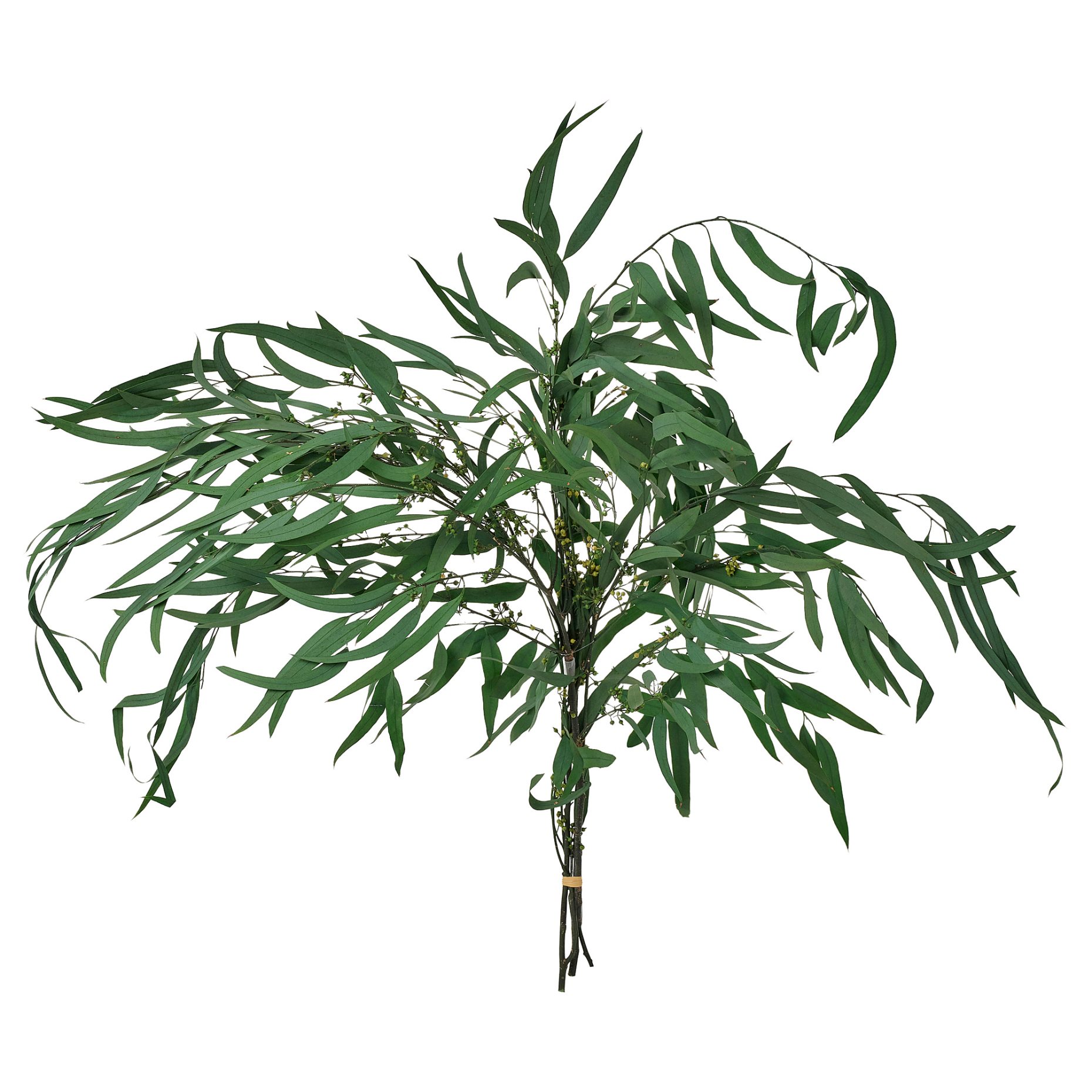 TORKA, dried plants/bunch, 70 cm, 706.381.34