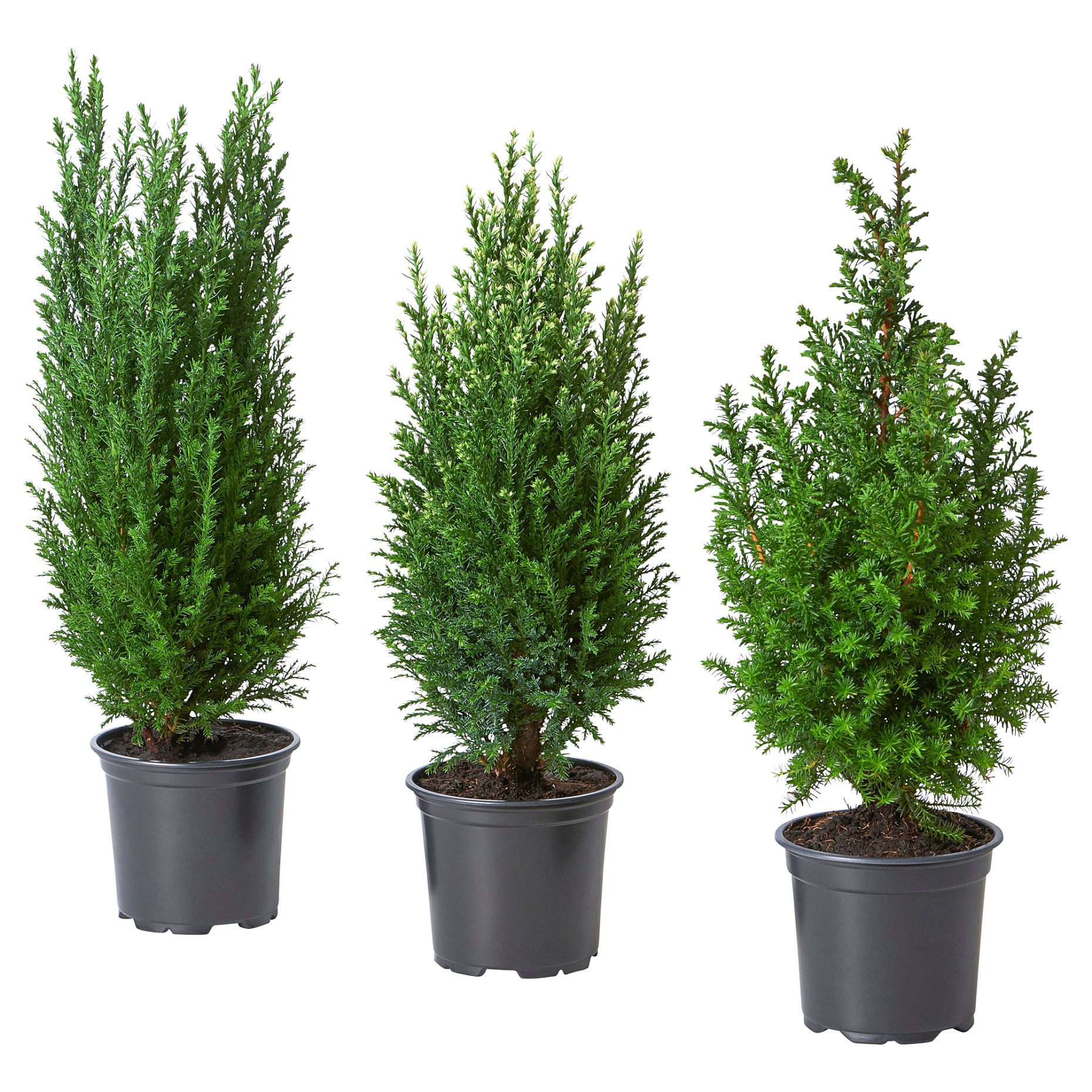 CHAMAECYPARIS, potted plant/False cypress, 10.5 cm, 706.403.25