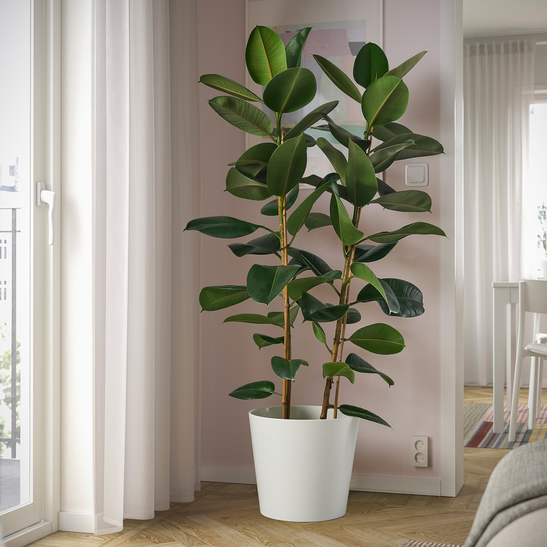 FICUS ELASTICA ROBUSTA, potted plant/2 stems, 27 cm, 804.952.00