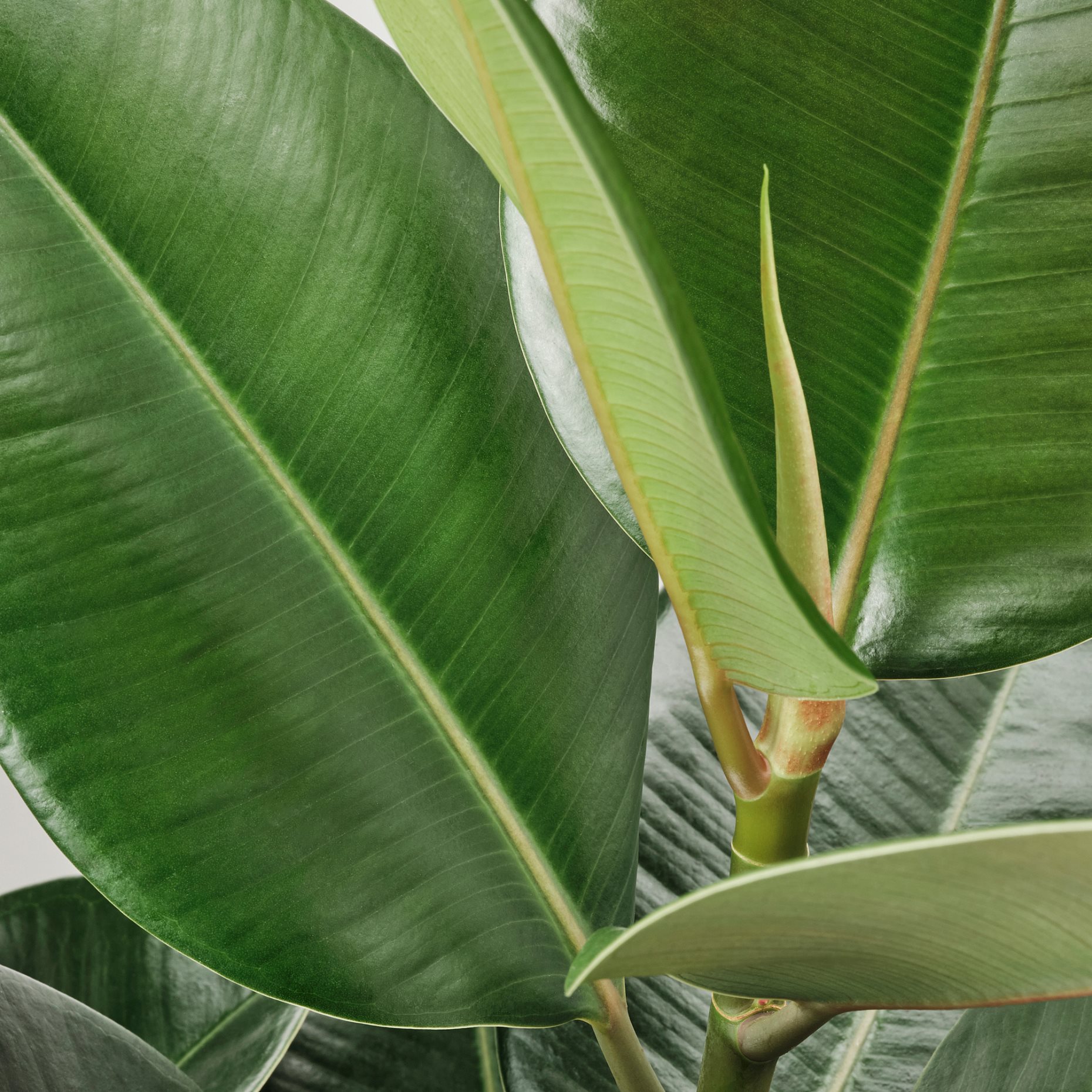 FICUS ELASTICA ROBUSTA, potted plant/2 stems, 27 cm, 804.952.00