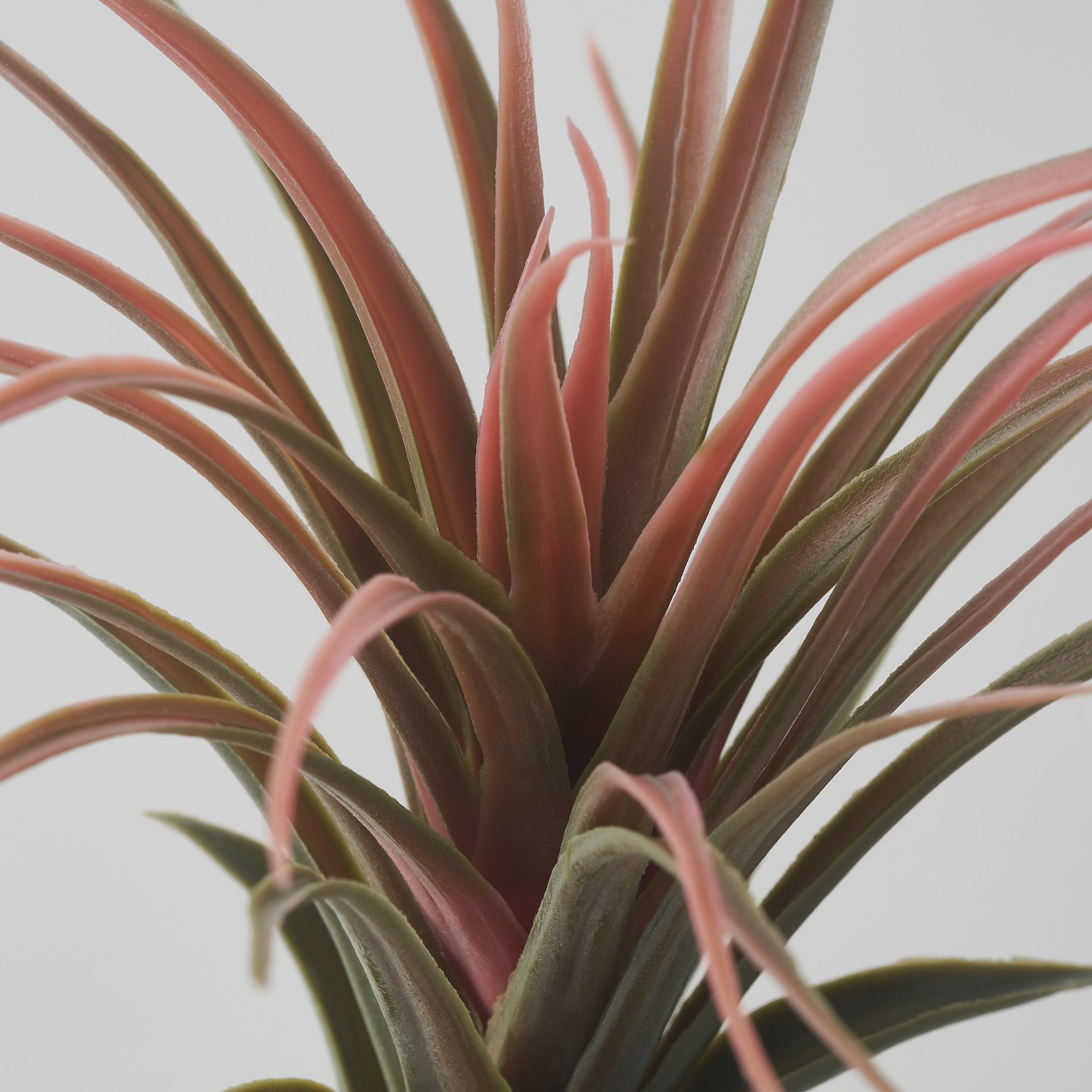 FEJKA, artificial plant/Air plant, set of 3, 805.599.61