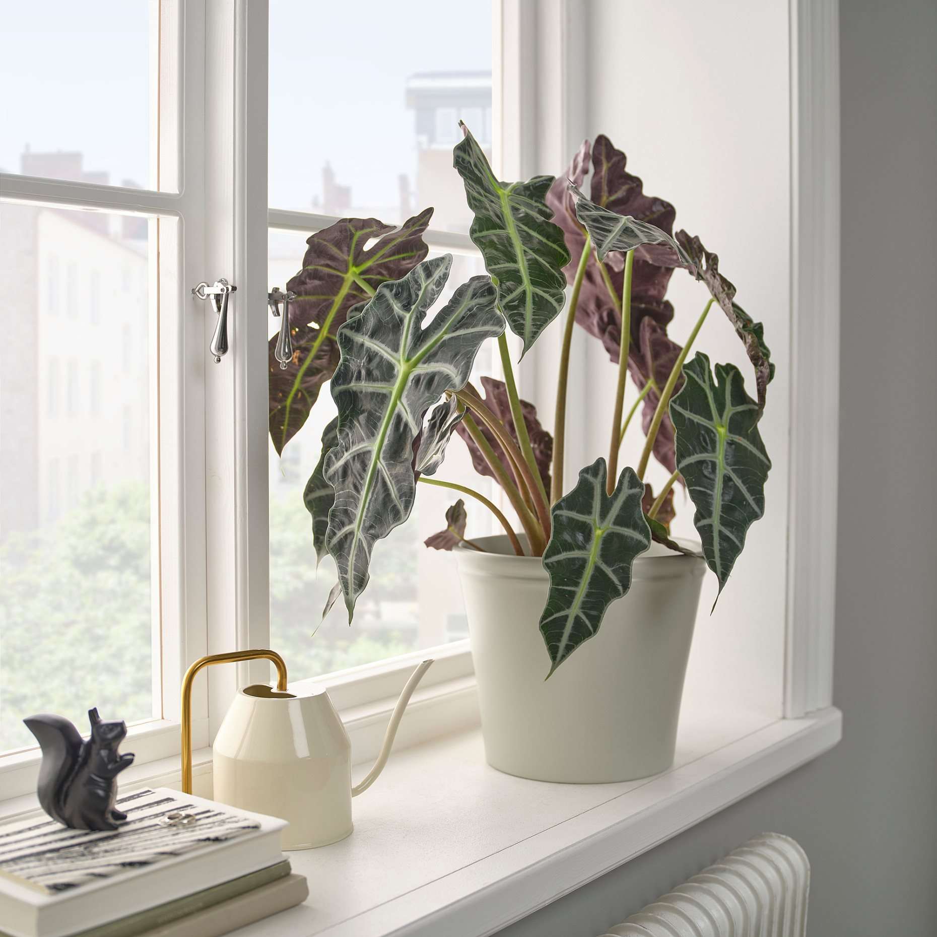 KÖRSBÄRSBJÖRK, κασπό, 19 cm, 805.917.20