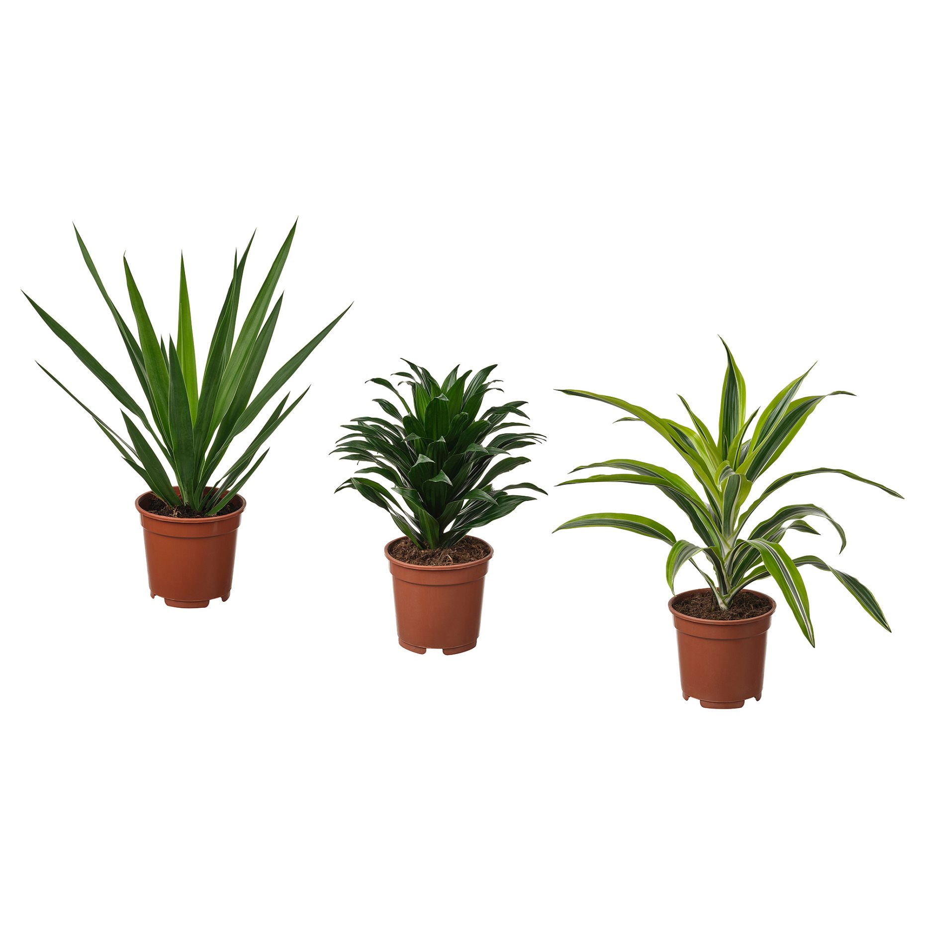 TROPISK, φυτό σε γλάστρα, 17 cm, 905.986.79