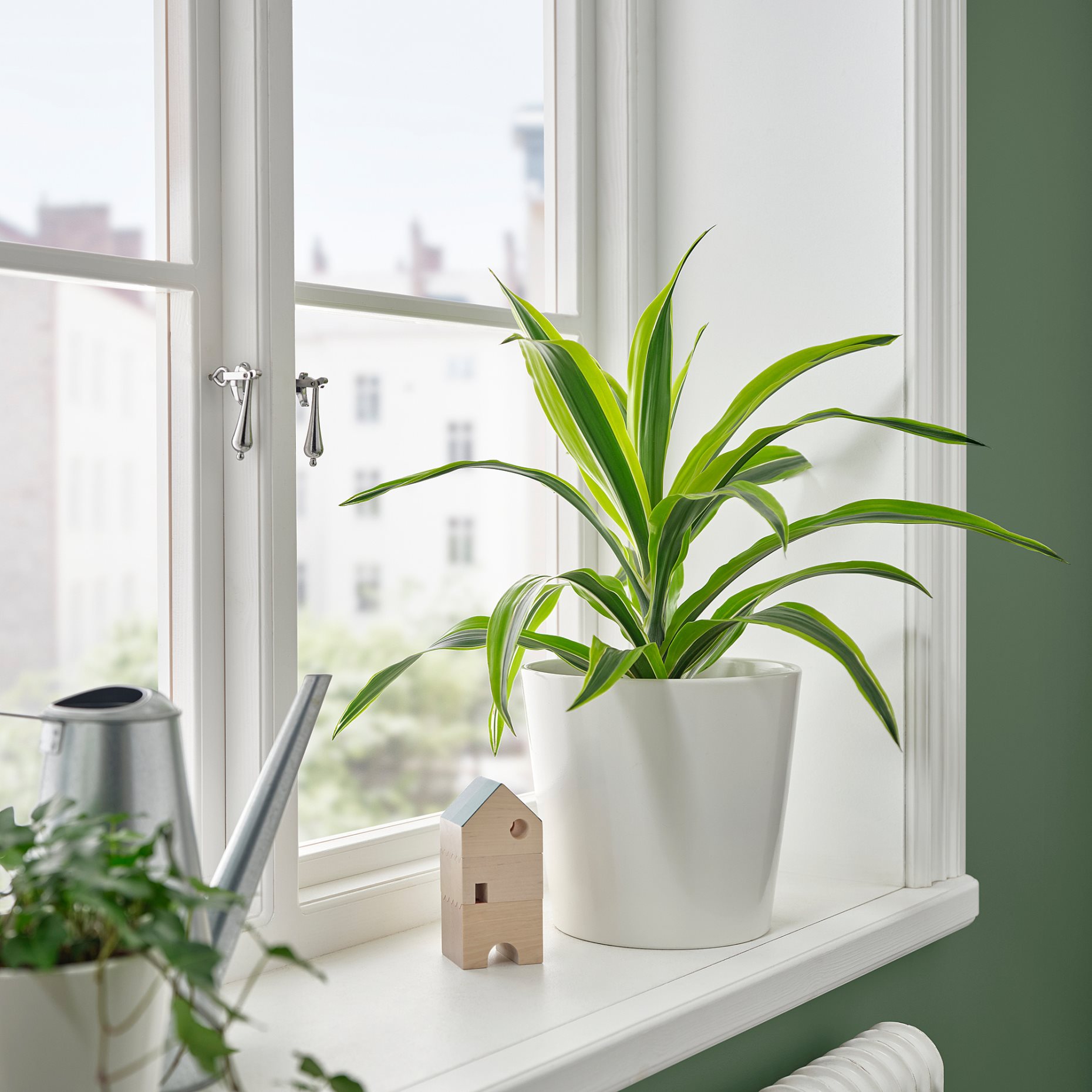 TROPISK, φυτό σε γλάστρα, 17 cm, 905.986.79